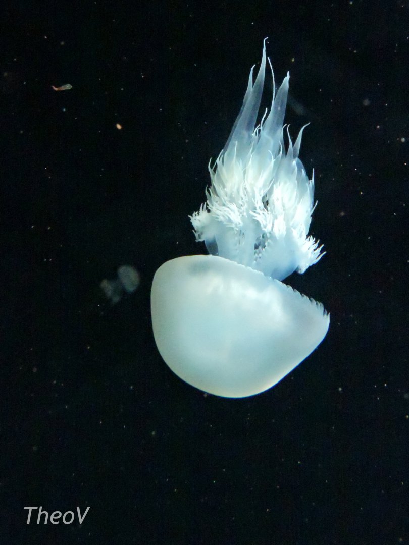 [ID] Jellyfish [2015]