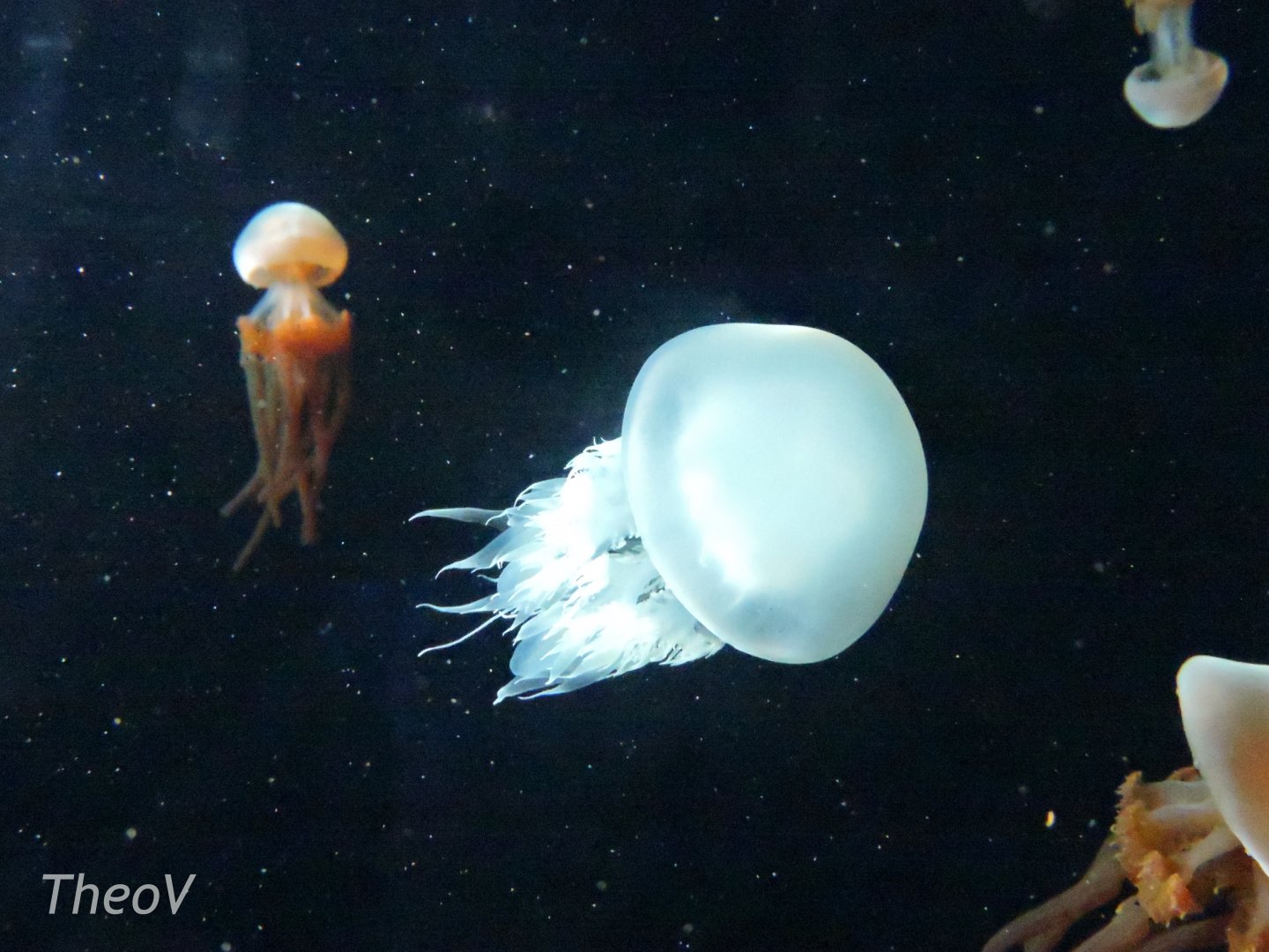 [ID] Jellyfish [2015]