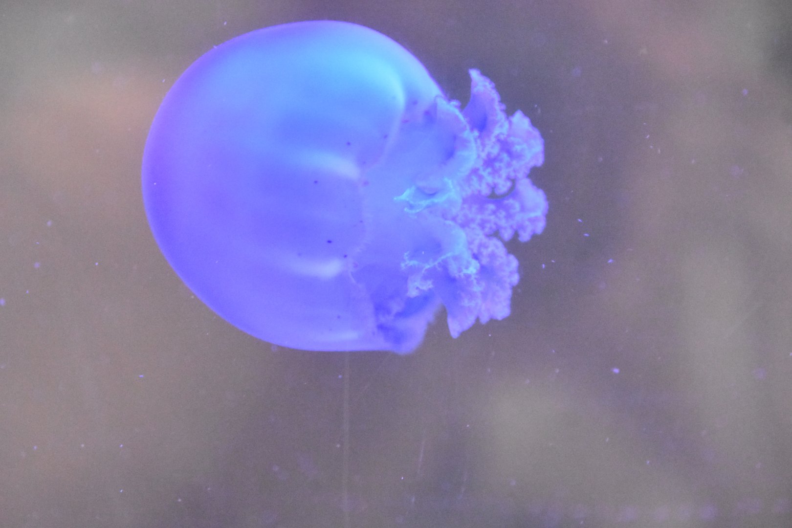 ID JELLYFISH (PRAHA ZOO)