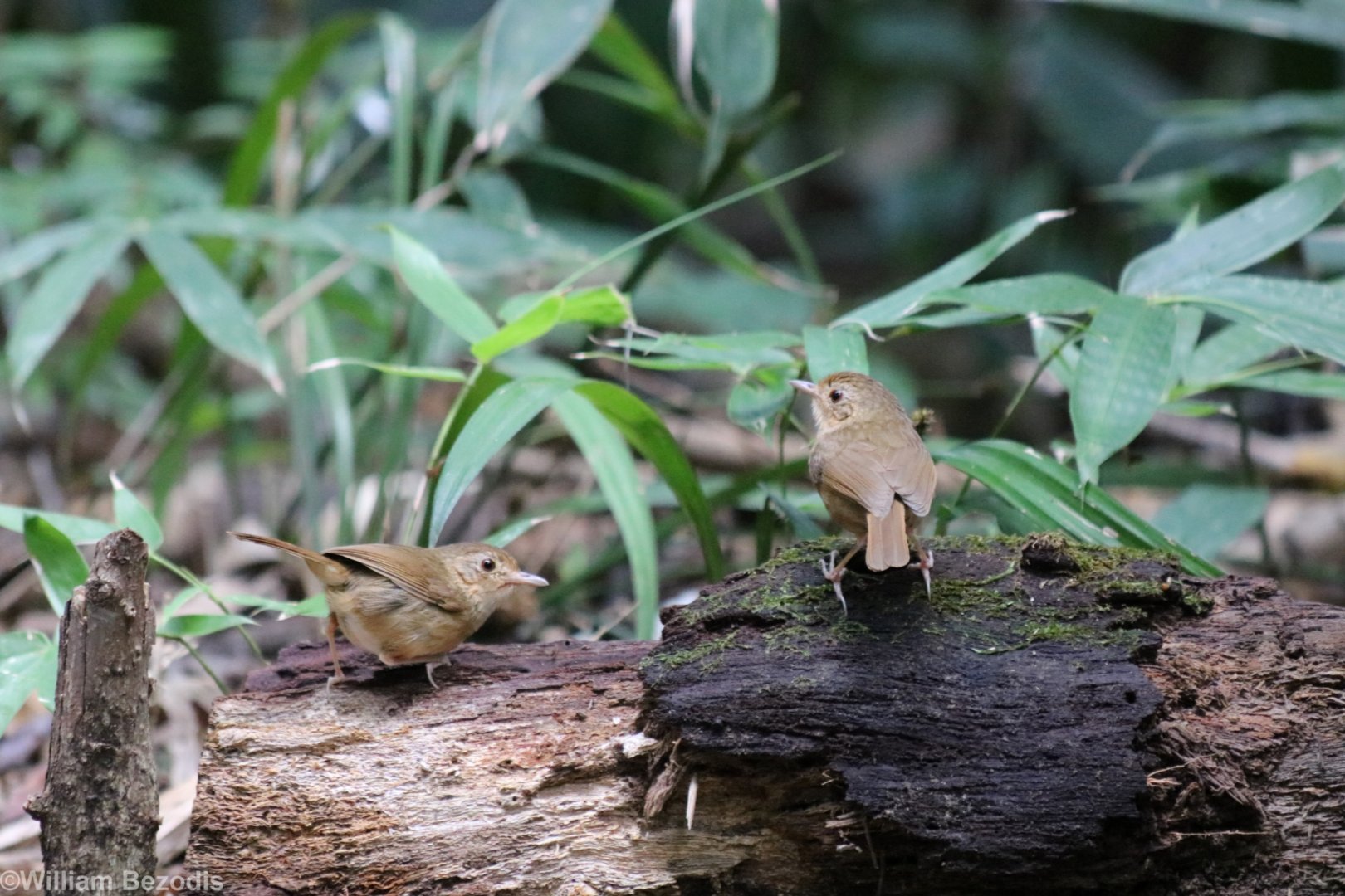 ID? - Kaeng Krachan National Park