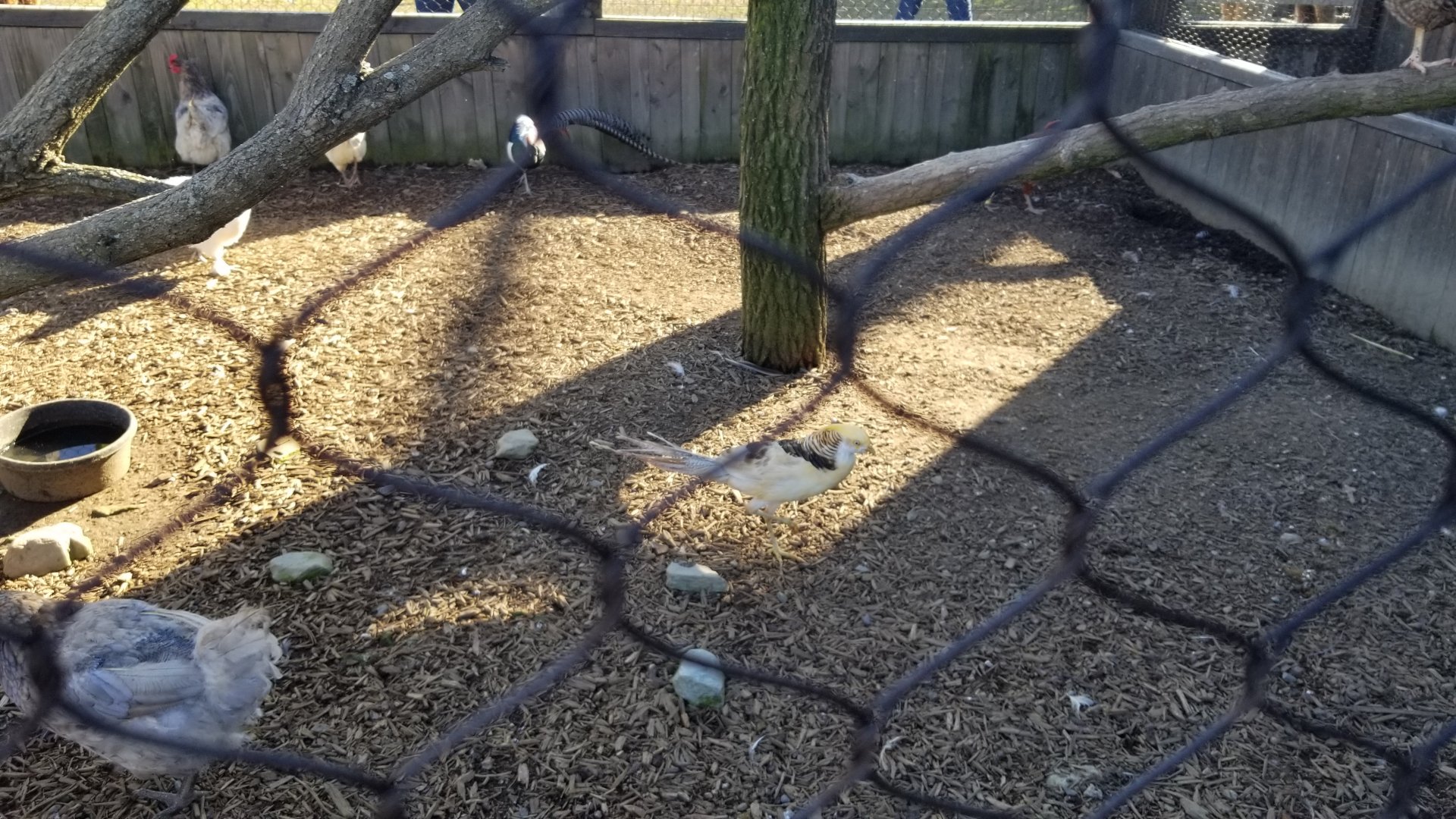 ID? Keystone Safari - Pheasant hybrid?