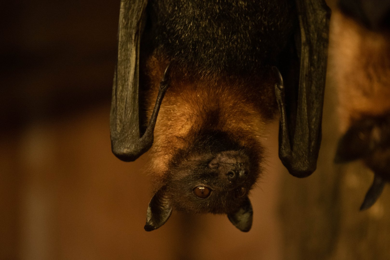 ID? Large flying fox?