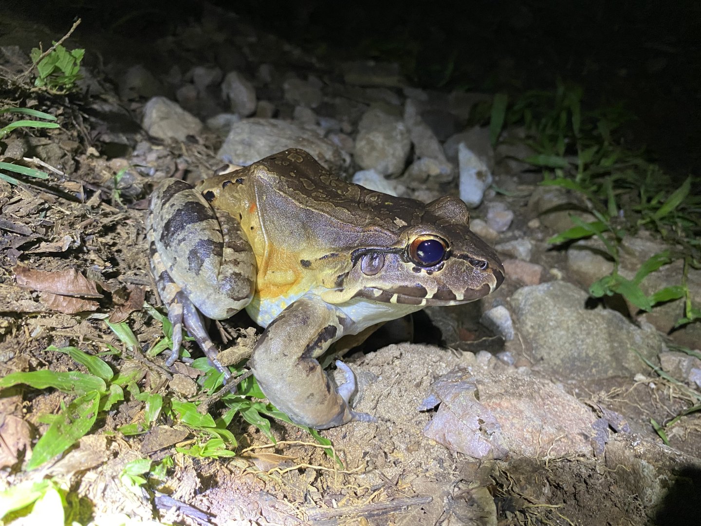 ID? Leptodactylus savagei?