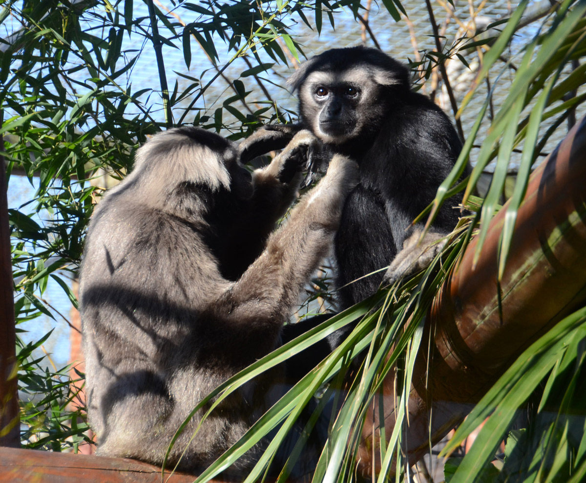 I'd like to post a Western hoolock gibbon ...