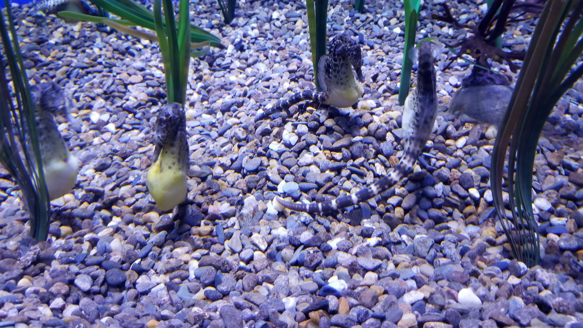 ID? Lined seahorse? Aq of the Smokies - Seahorse tank