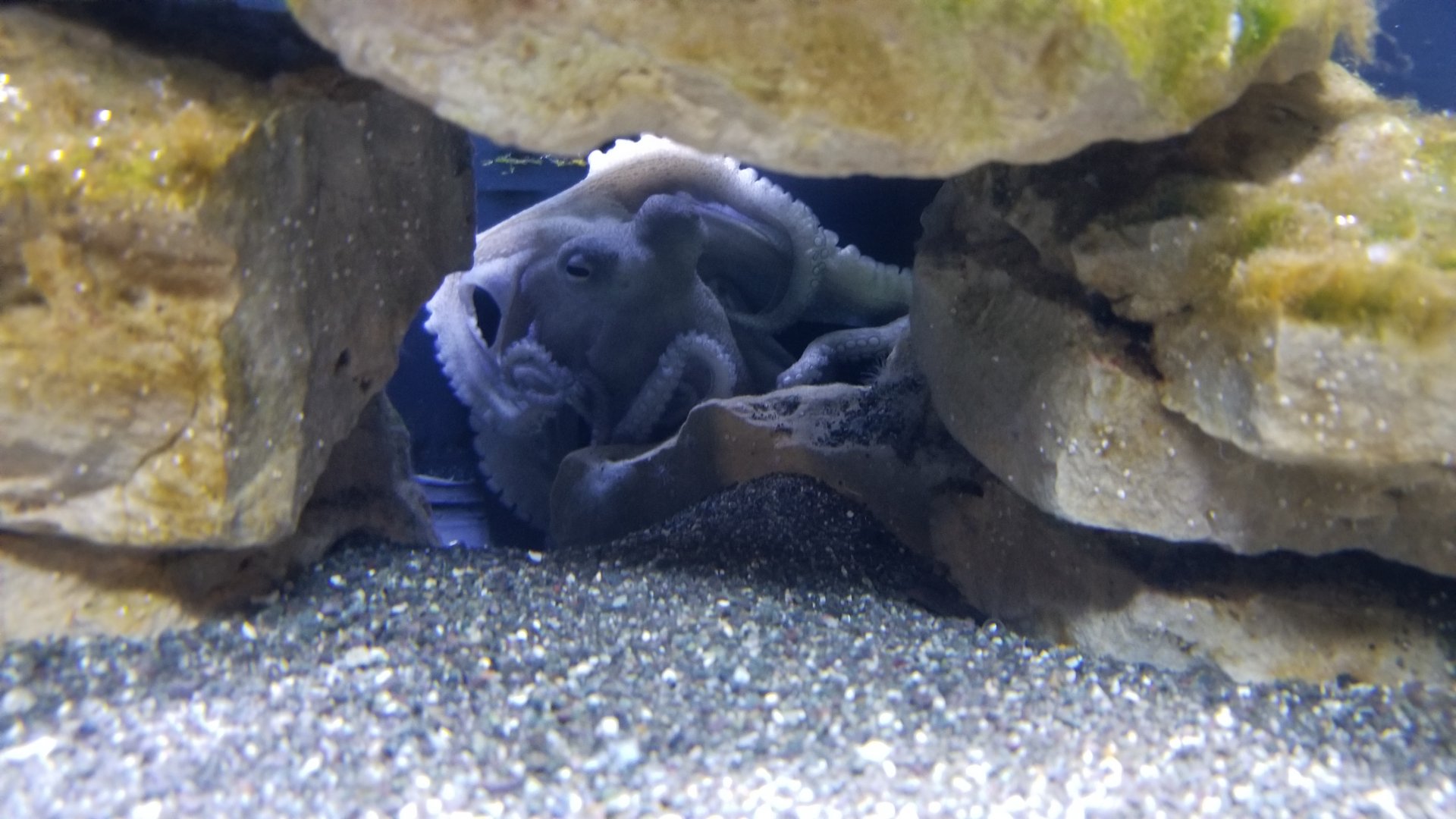 ID? Long Island Aquarium - Octopus tank