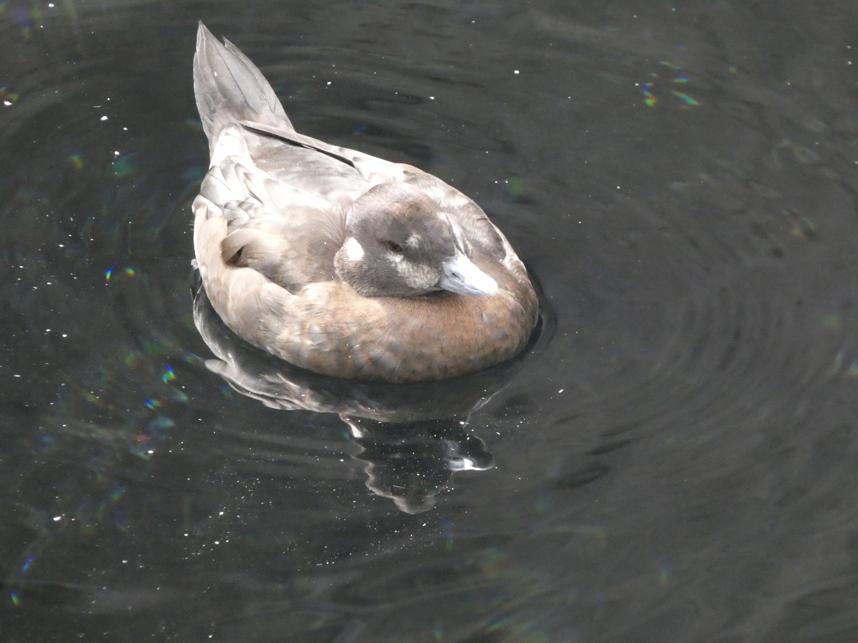 ID? - Montreal Biodome