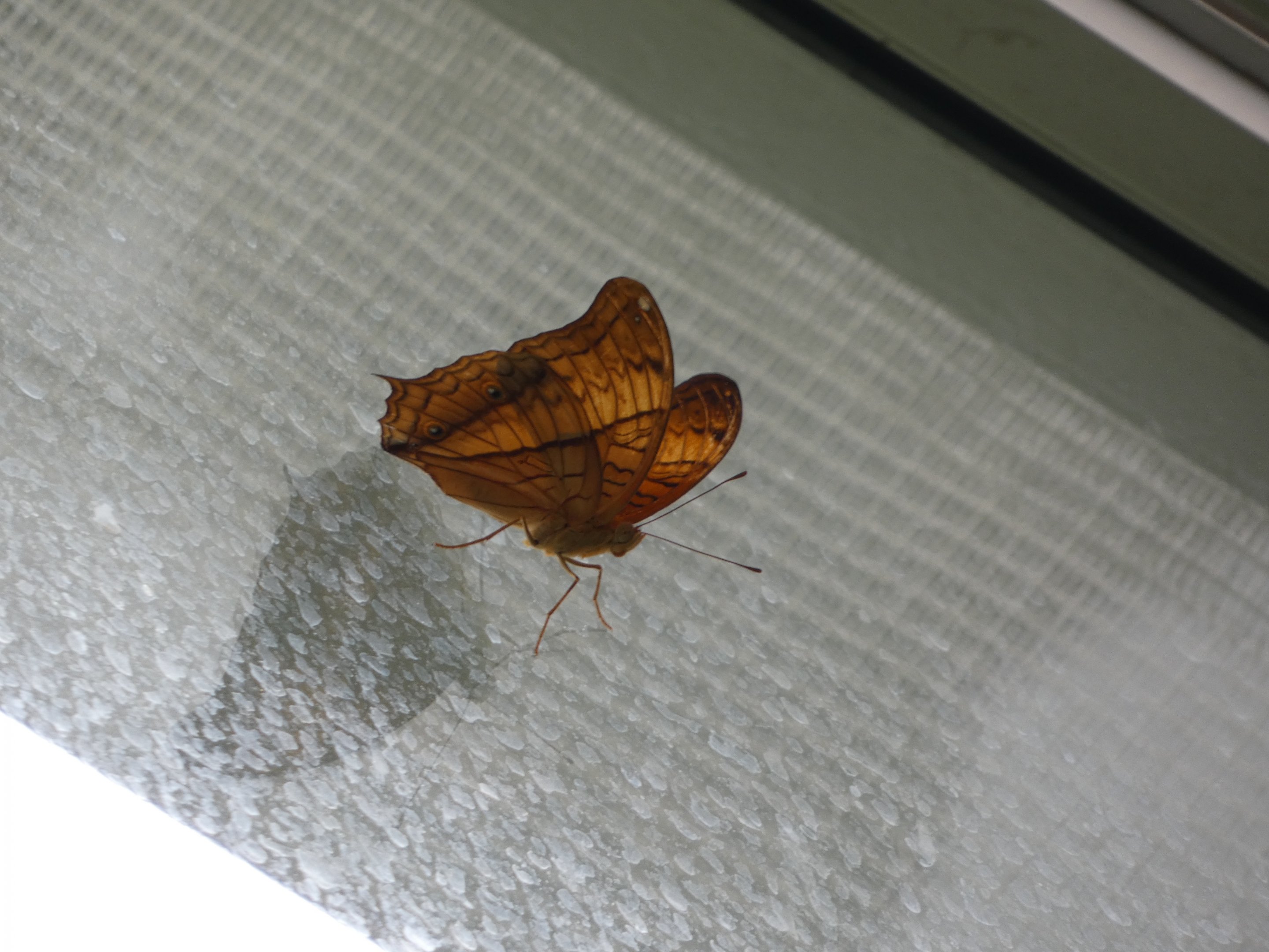 ID? - Montreal Insectarium