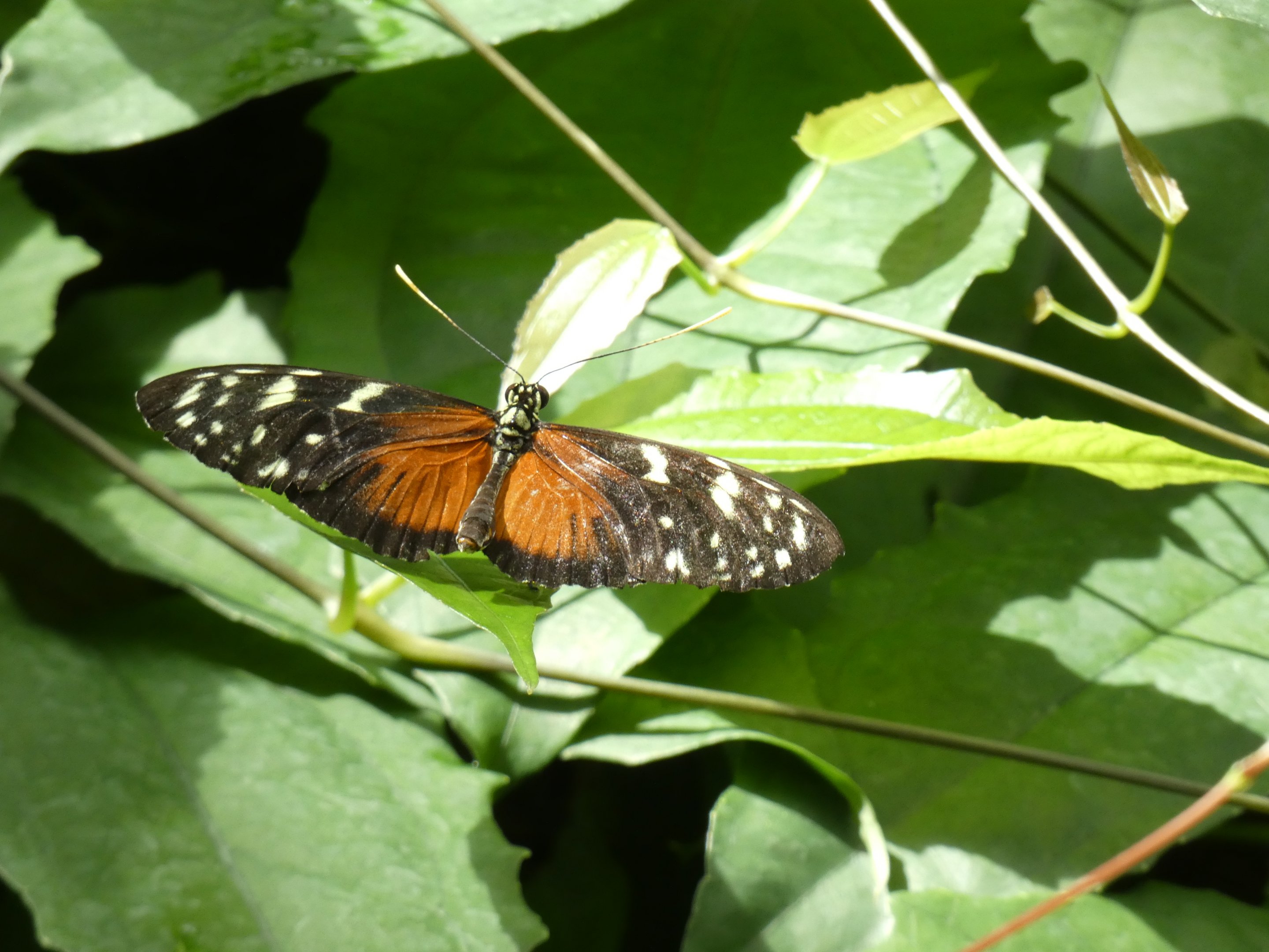 ID? - Montreal Insectarium