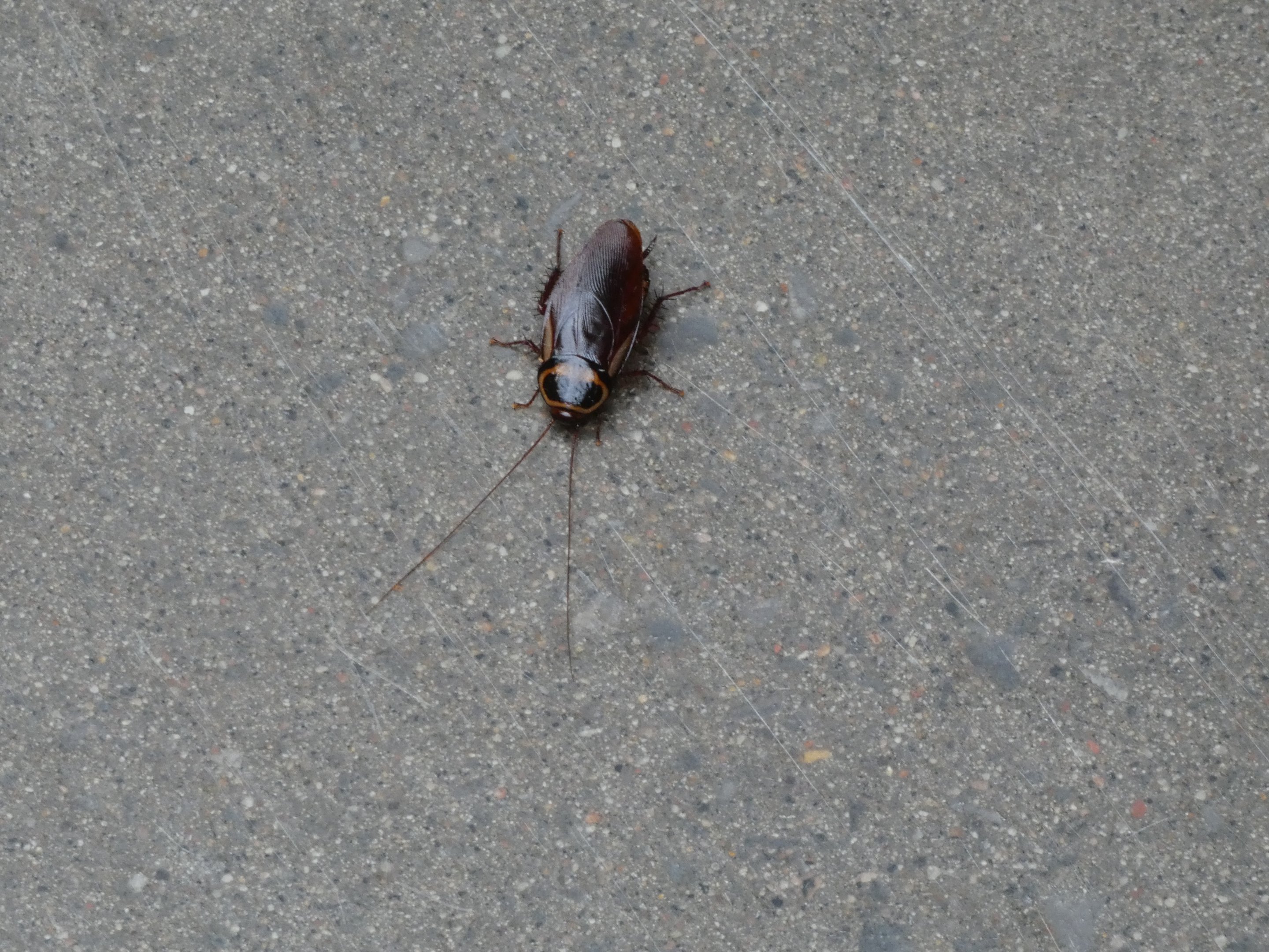 ID? - Montreal Insectarium