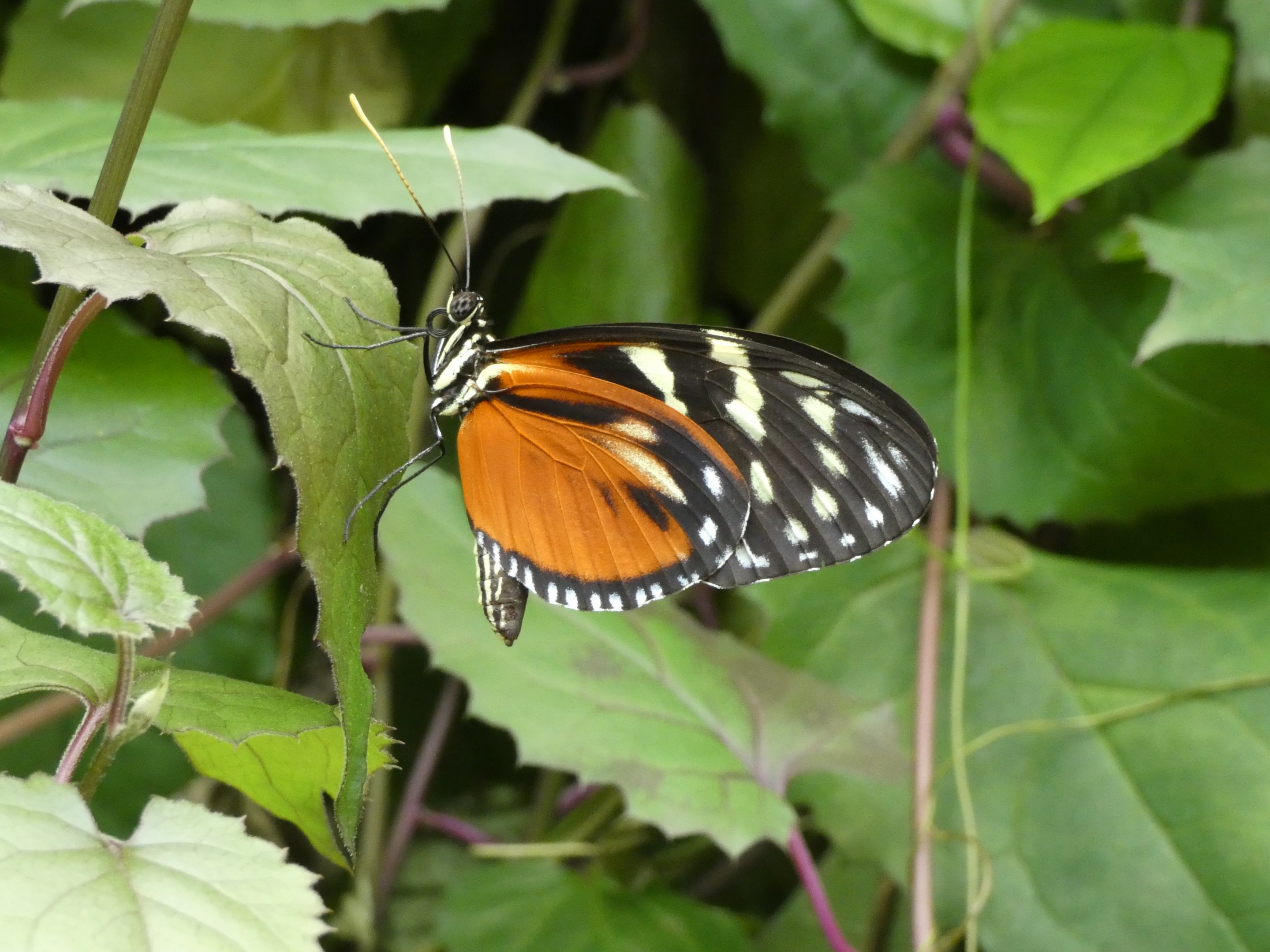ID? - Montreal Insectarium