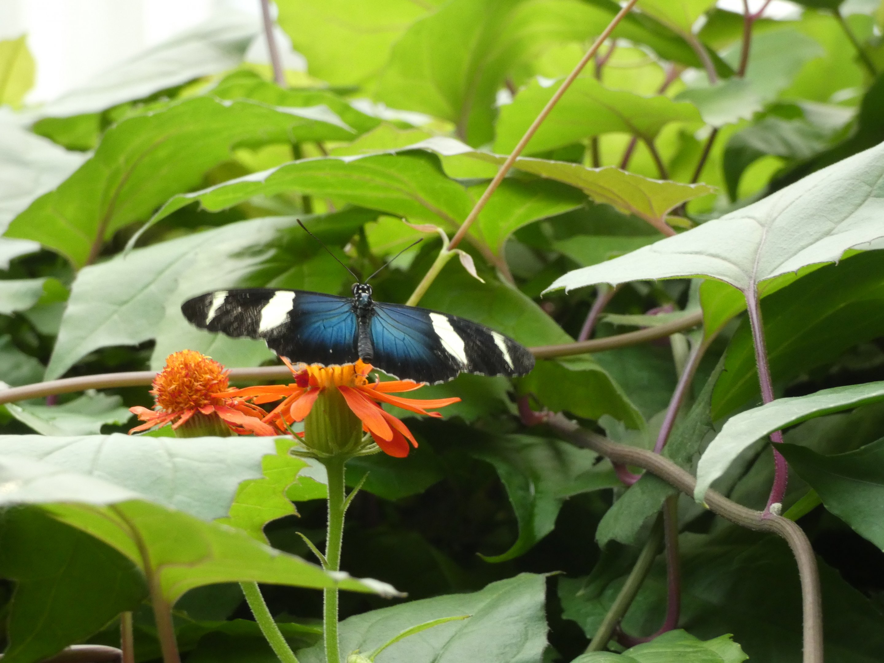 ID? - Montreal Insectarium