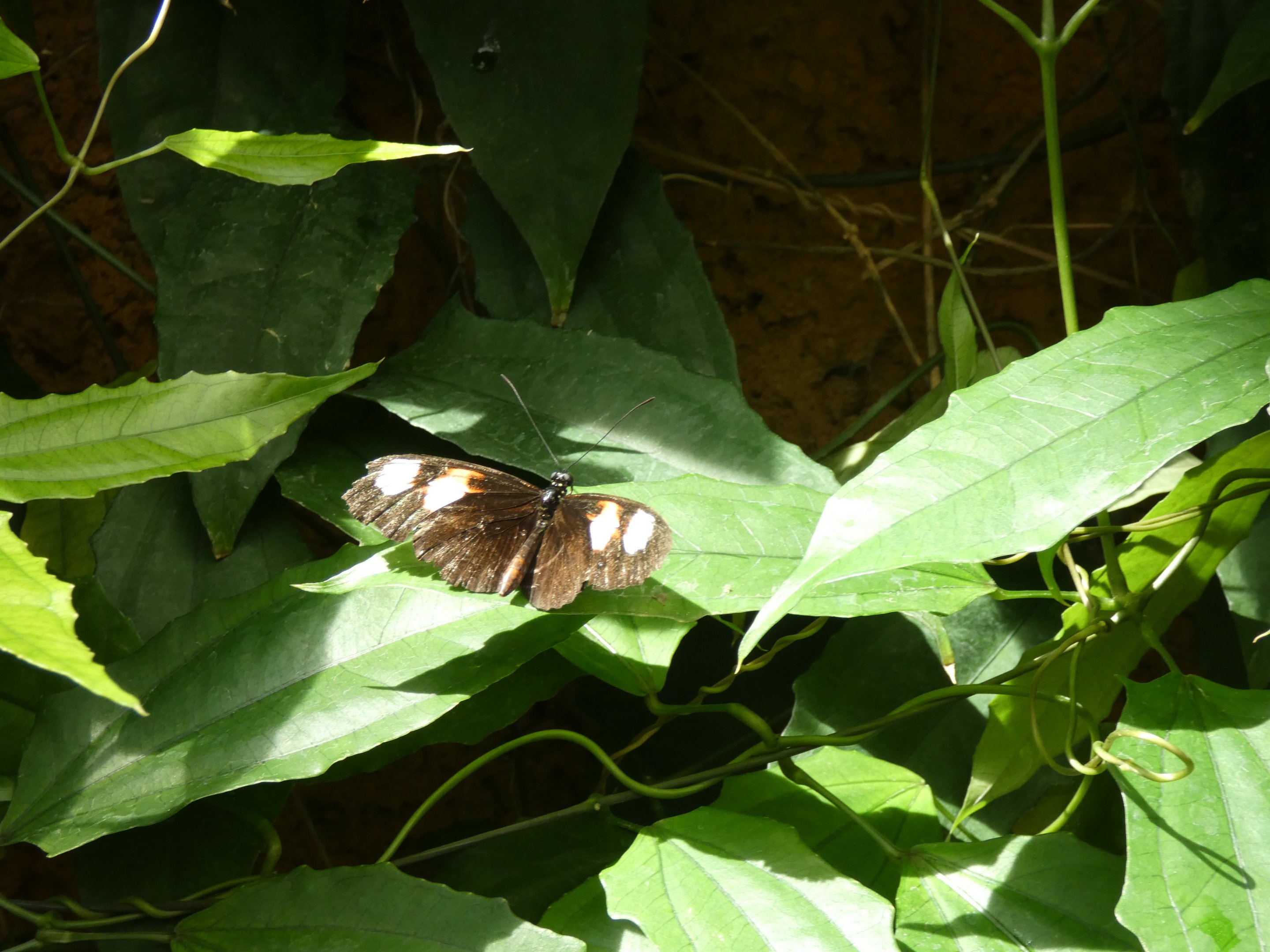 ID? - Montreal Insectarium