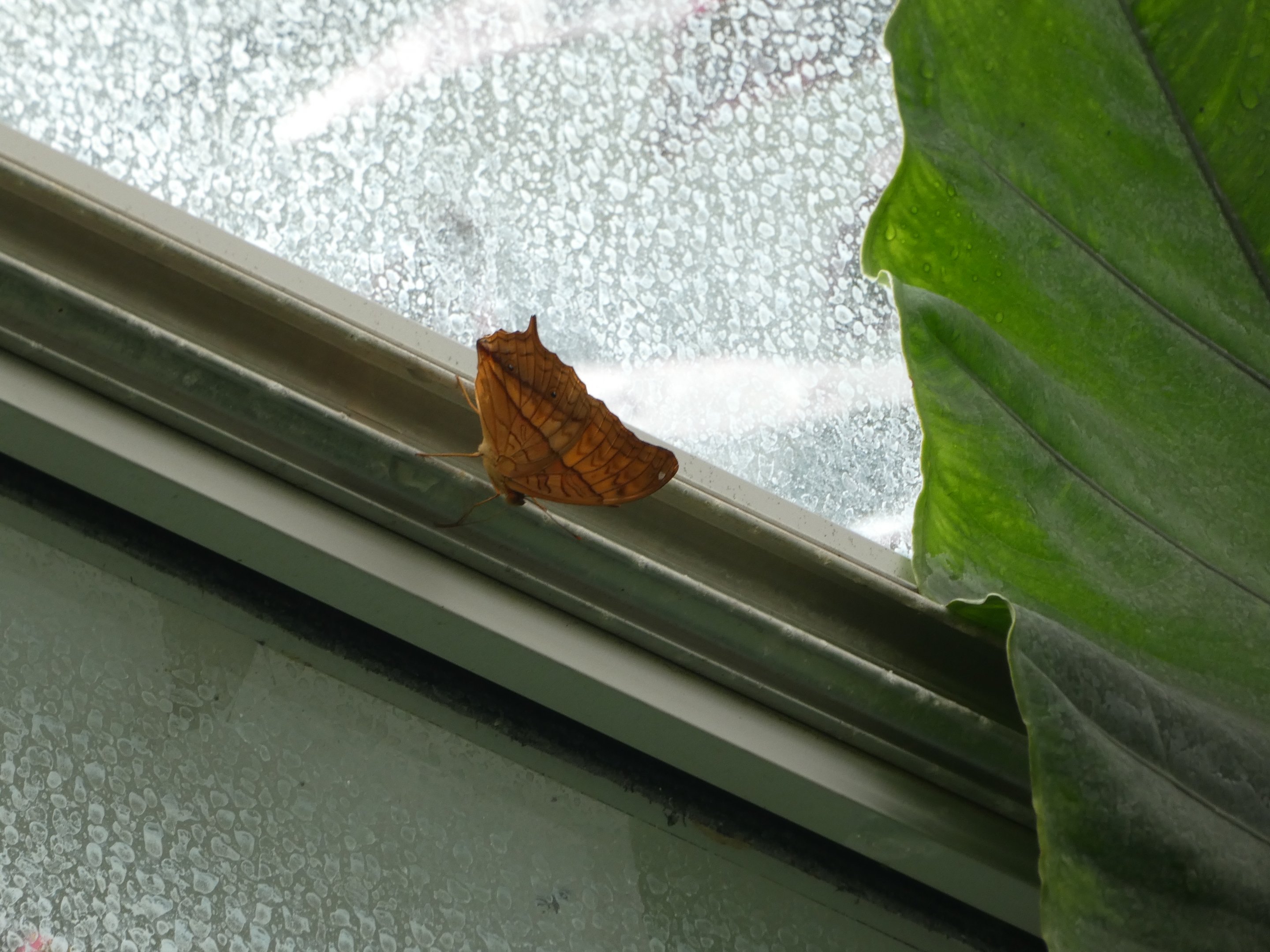 ID? - Montreal Insectarium