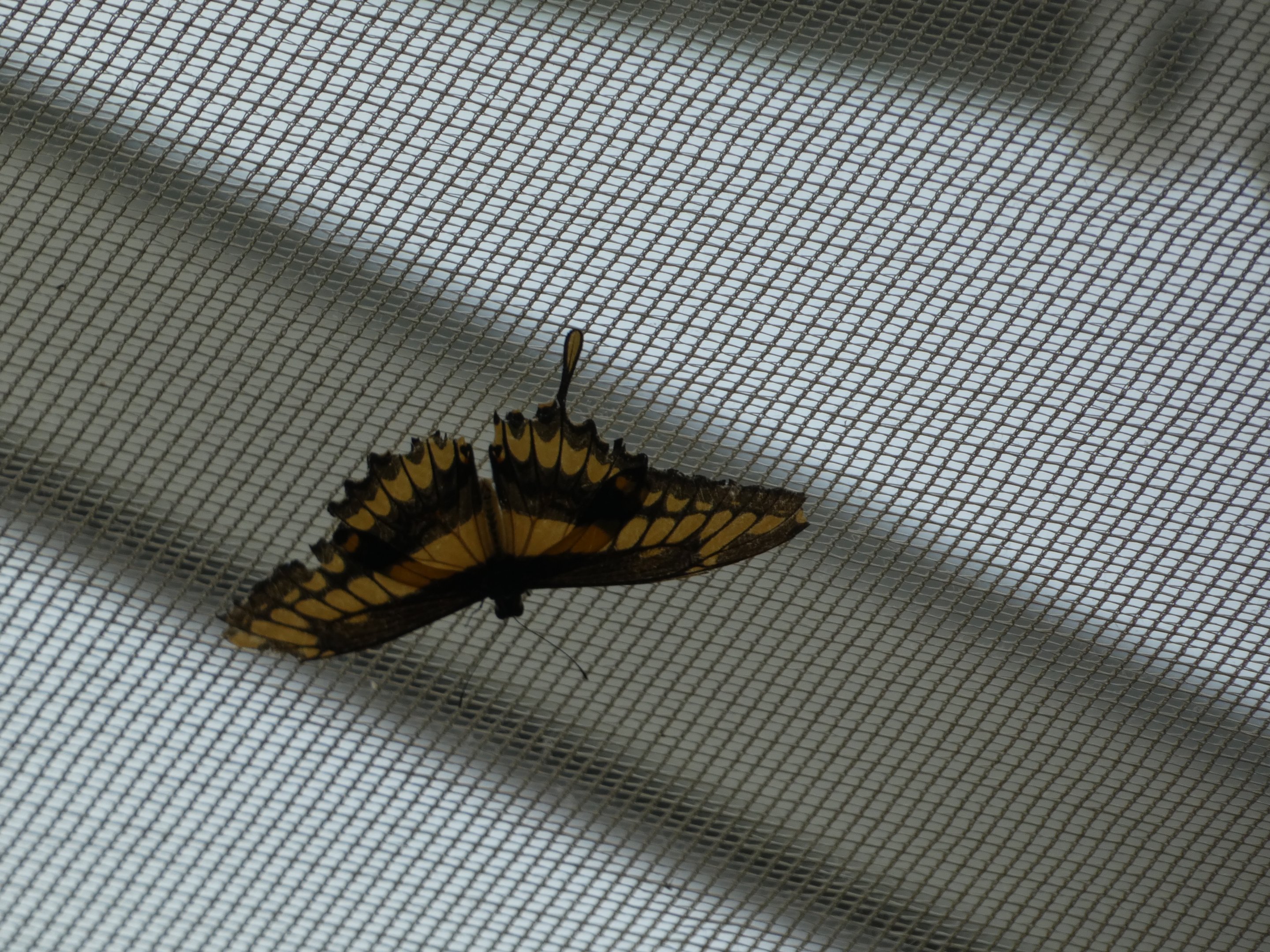 ID? - Montreal Insectarium
