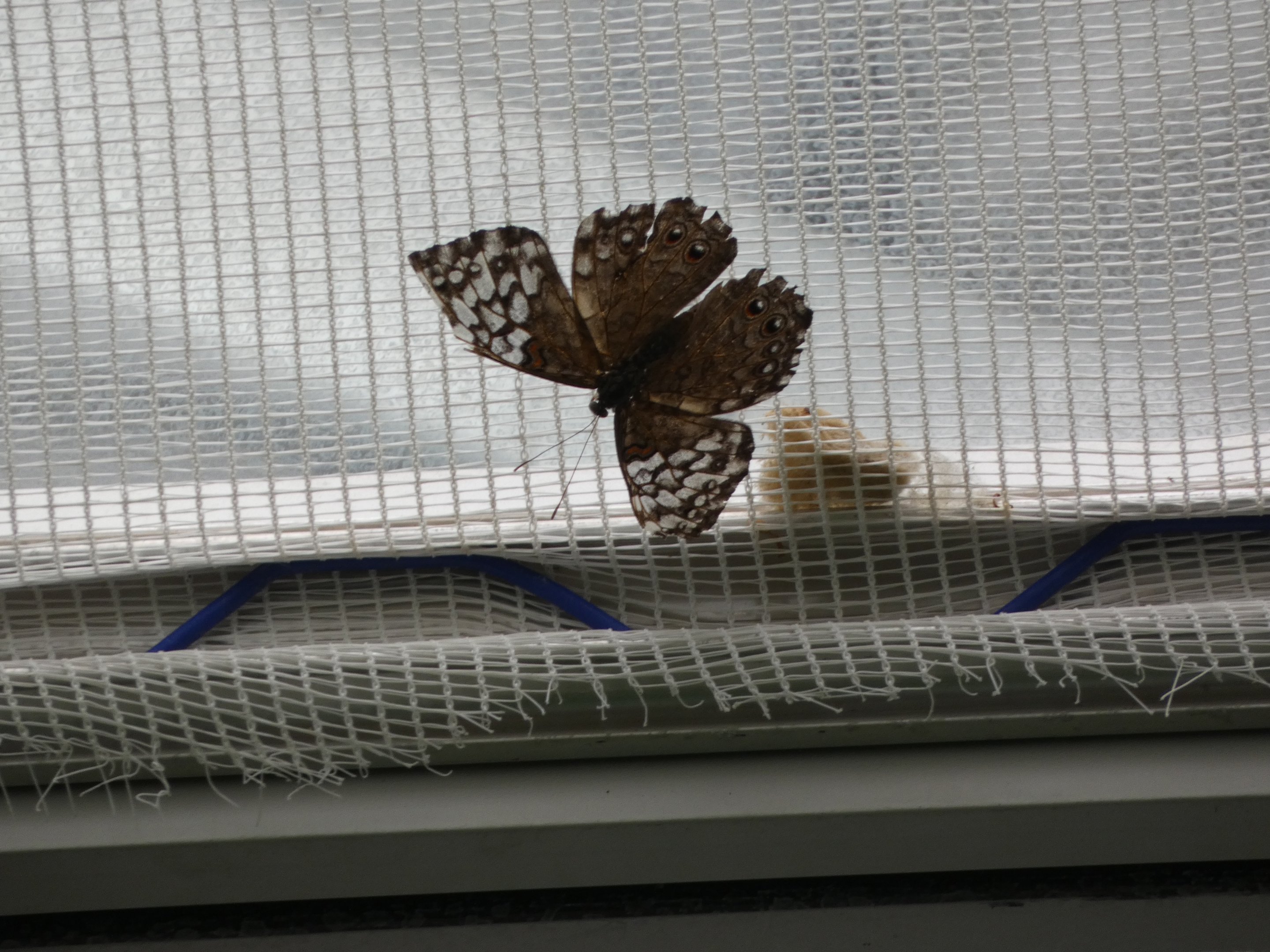 ID? - Montreal Insectarium