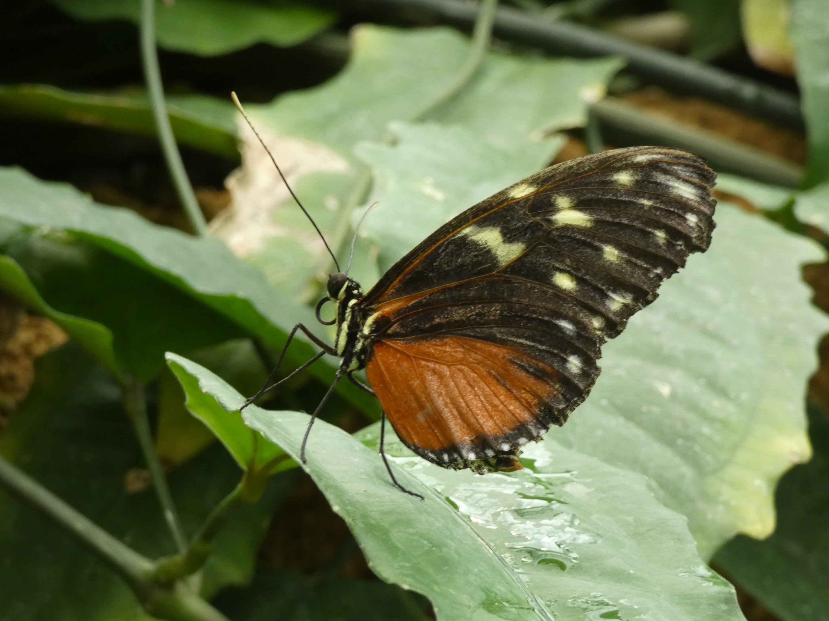 ID? - Montreal Insectarium