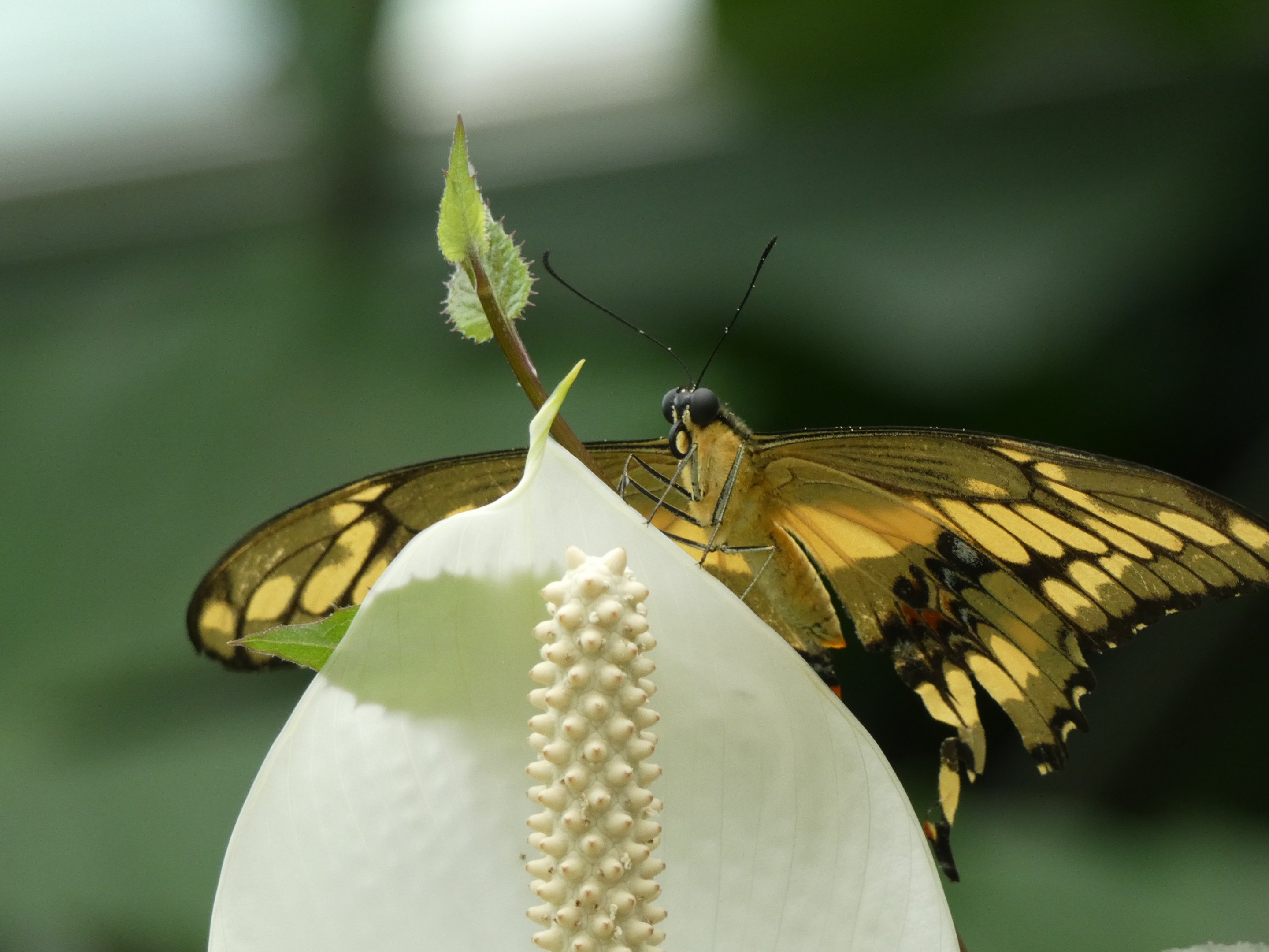 ID? - Montreal Insectarium
