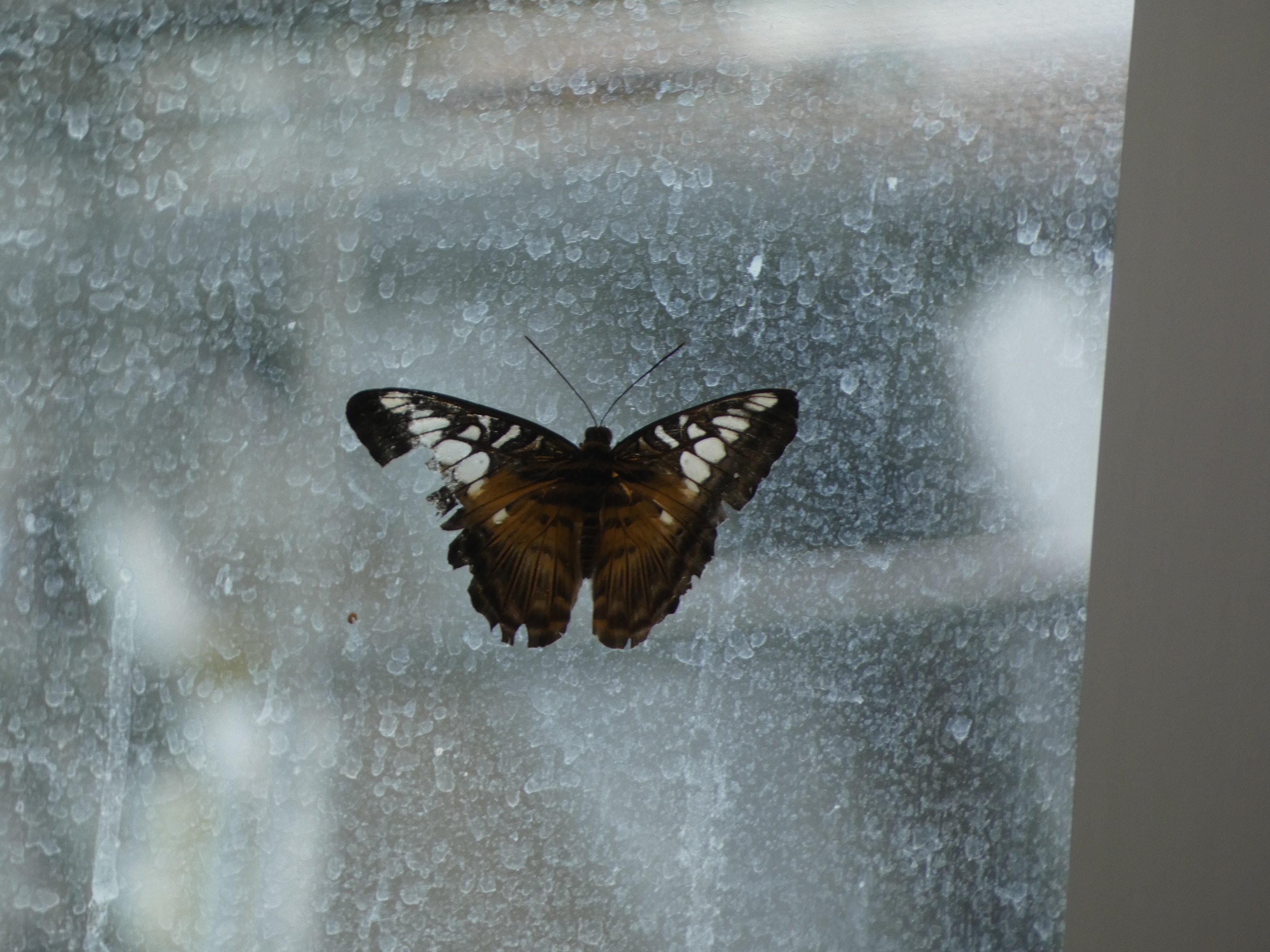 ID? - Montreal Insectarium