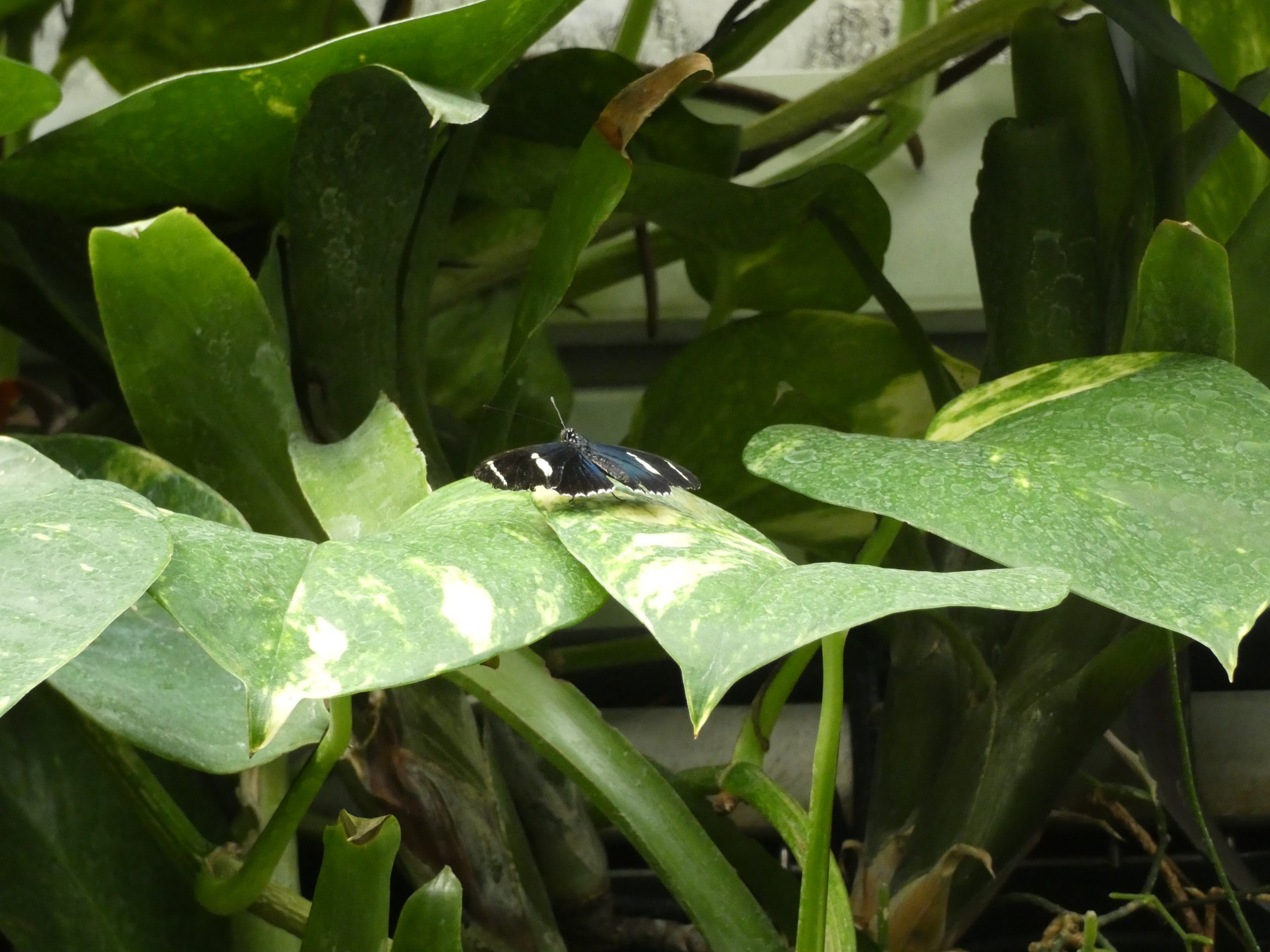 ID? - Montreal Insectarium