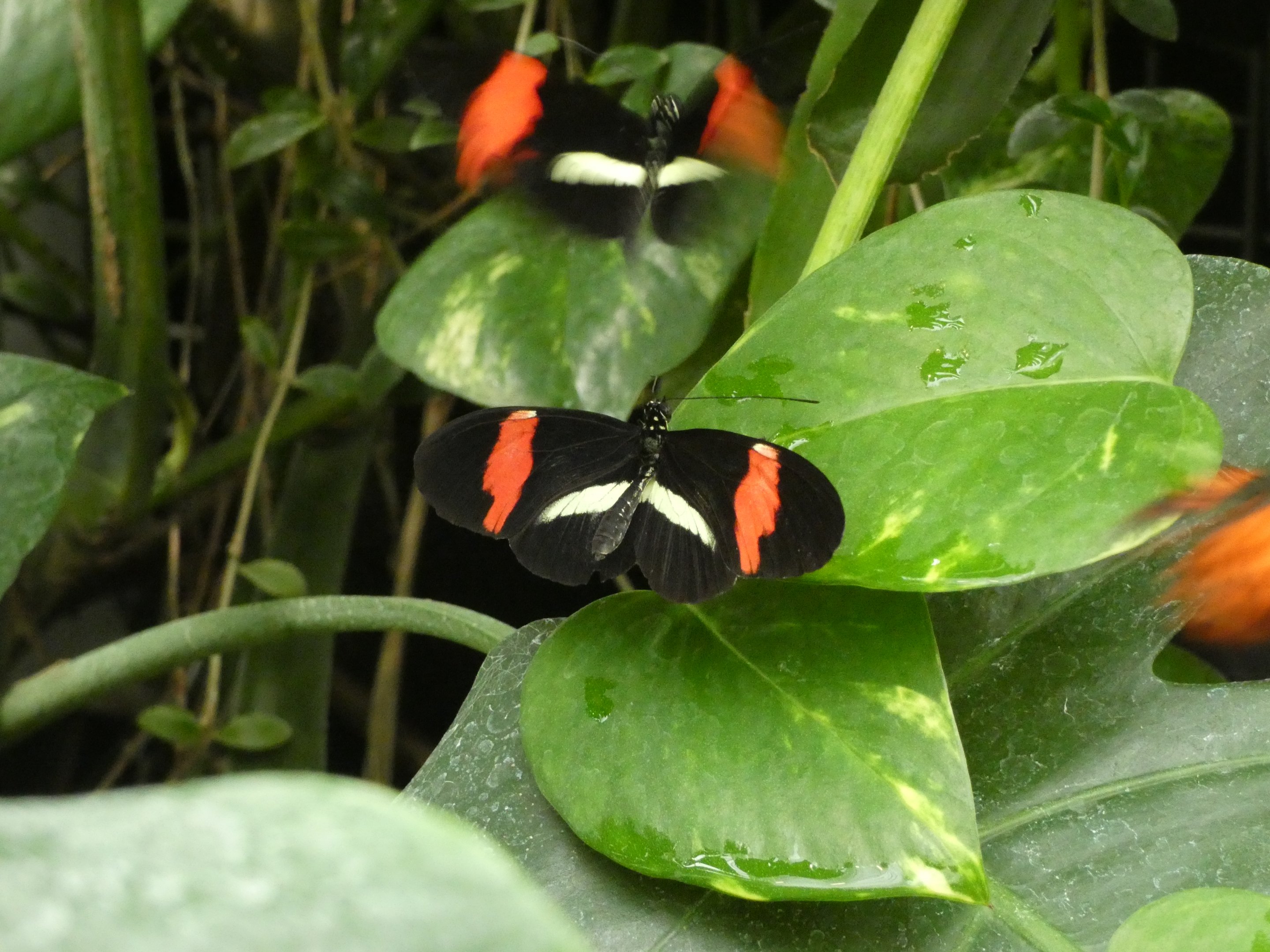 ID? - Montreal Insectarium