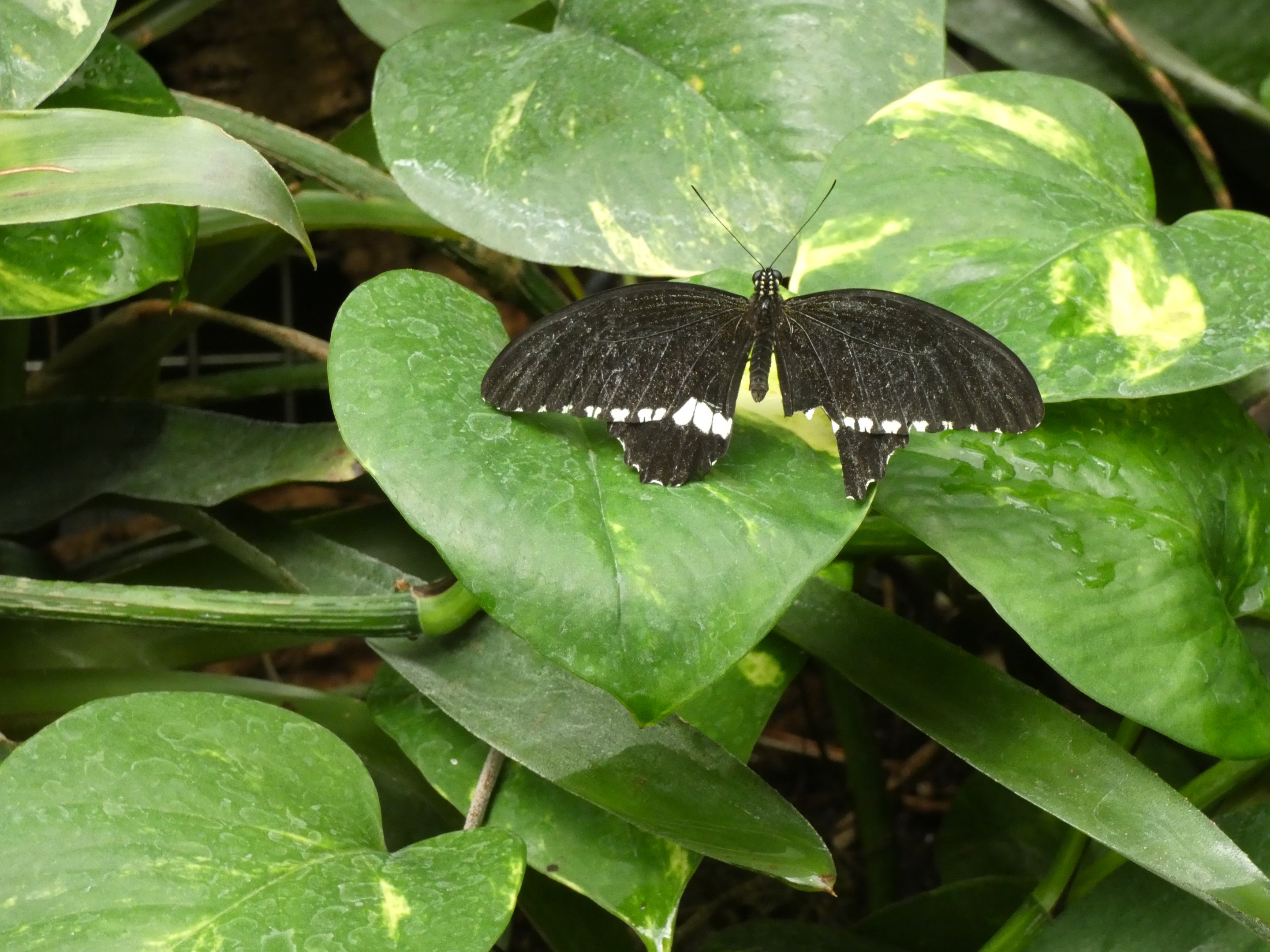 ID? - Montreal Insectarium
