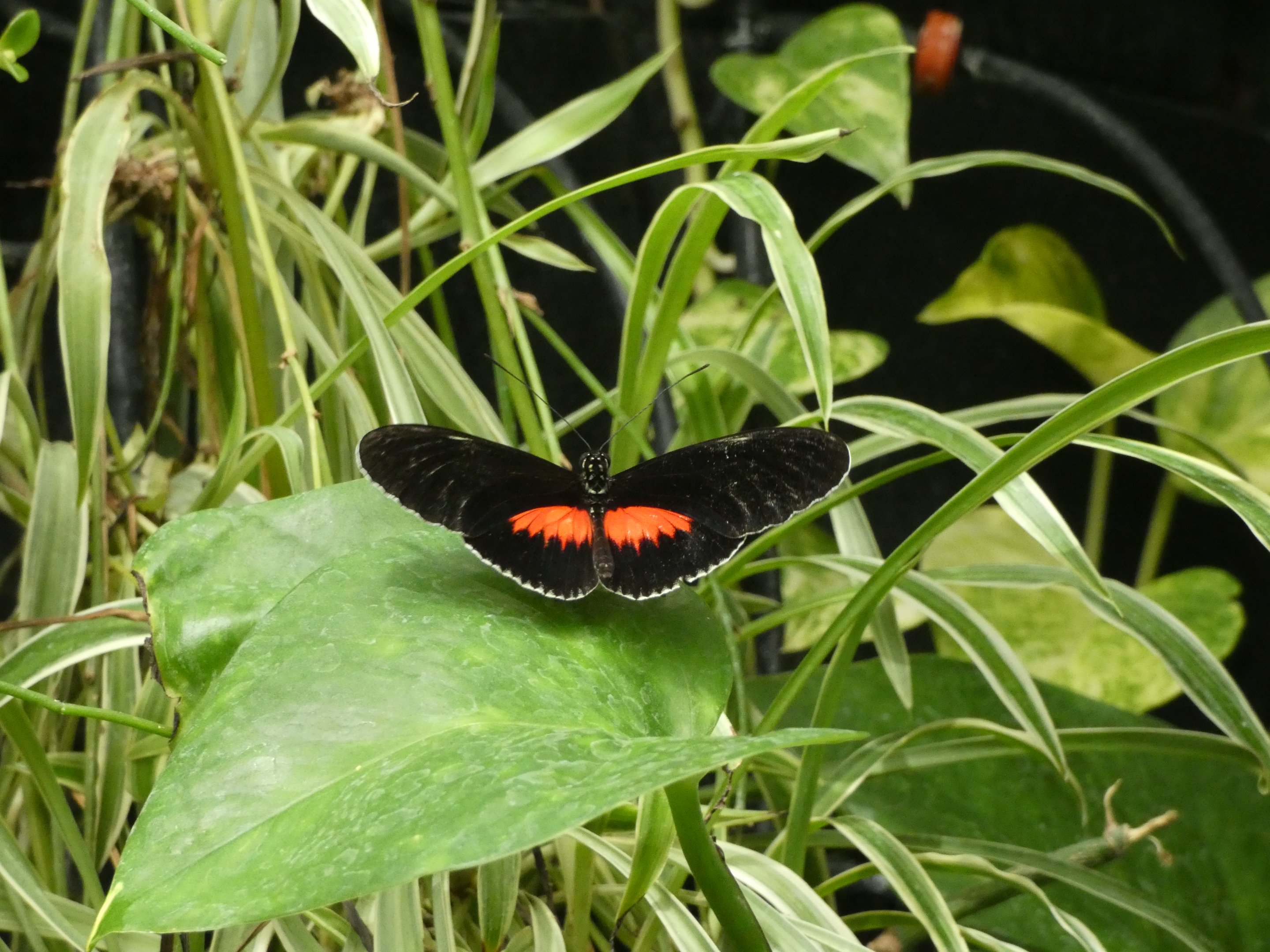 ID? - Montreal Insectarium
