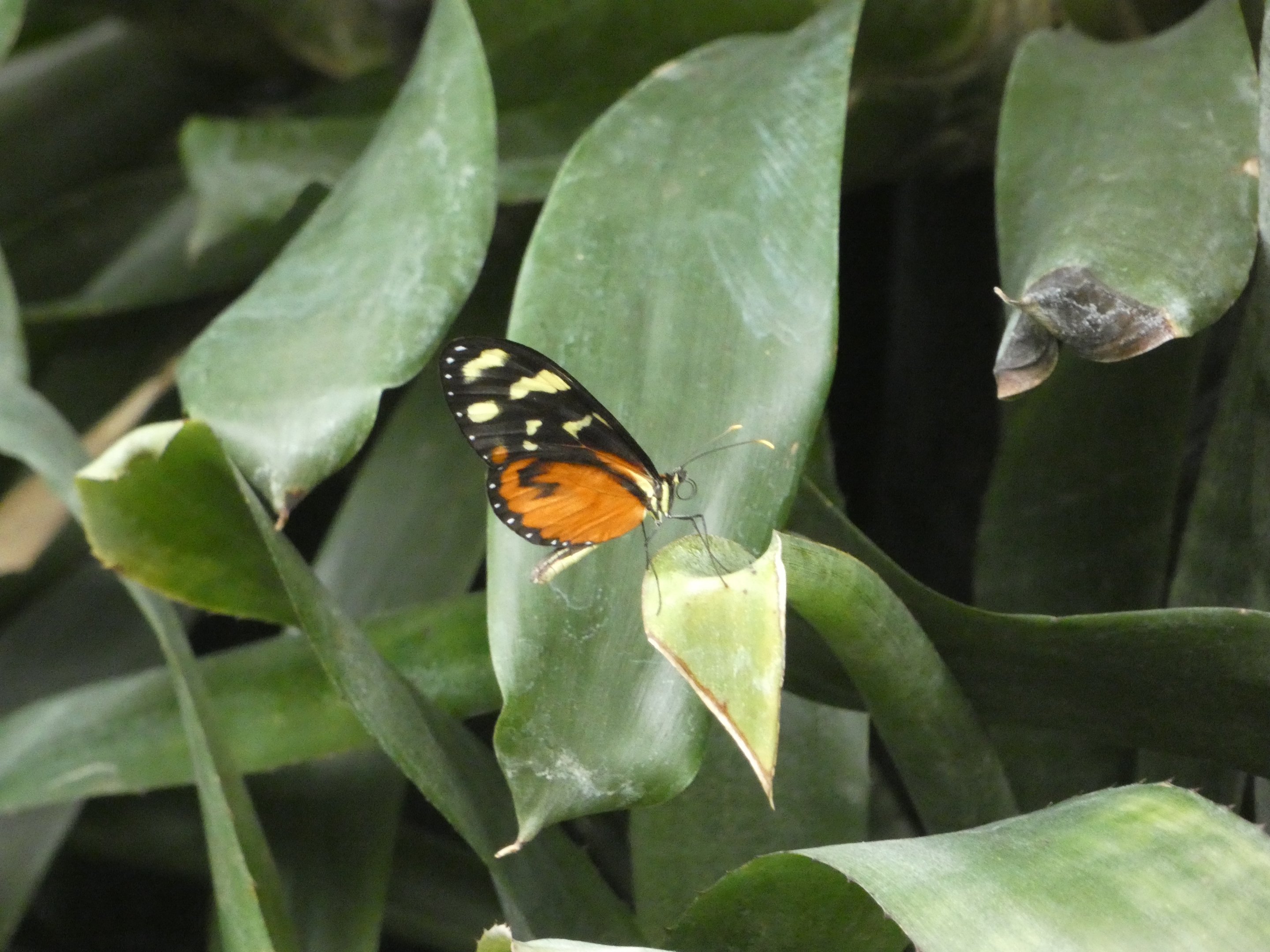 ID? - Montreal Insectarium