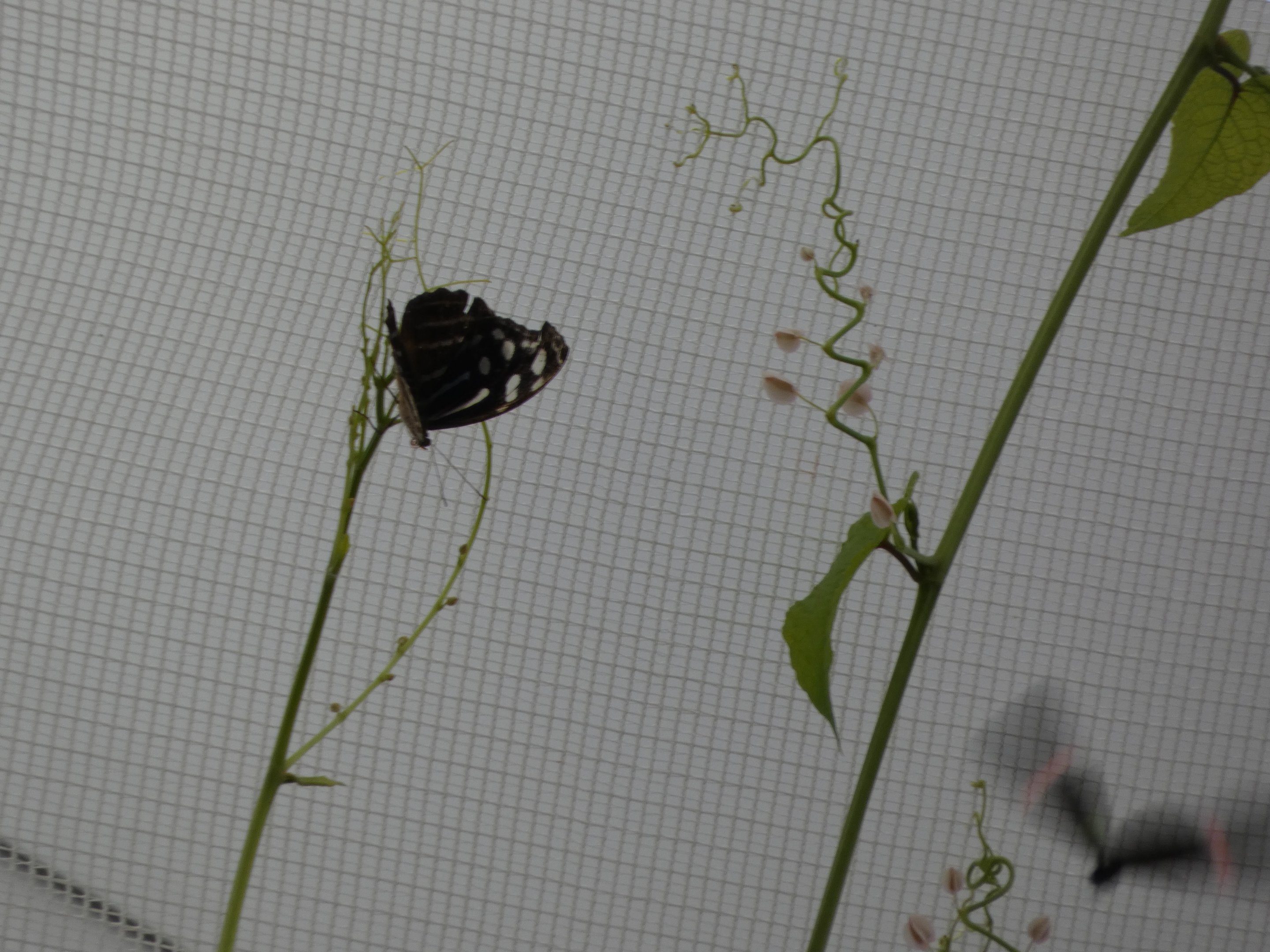 ID? - Montreal Insectarium