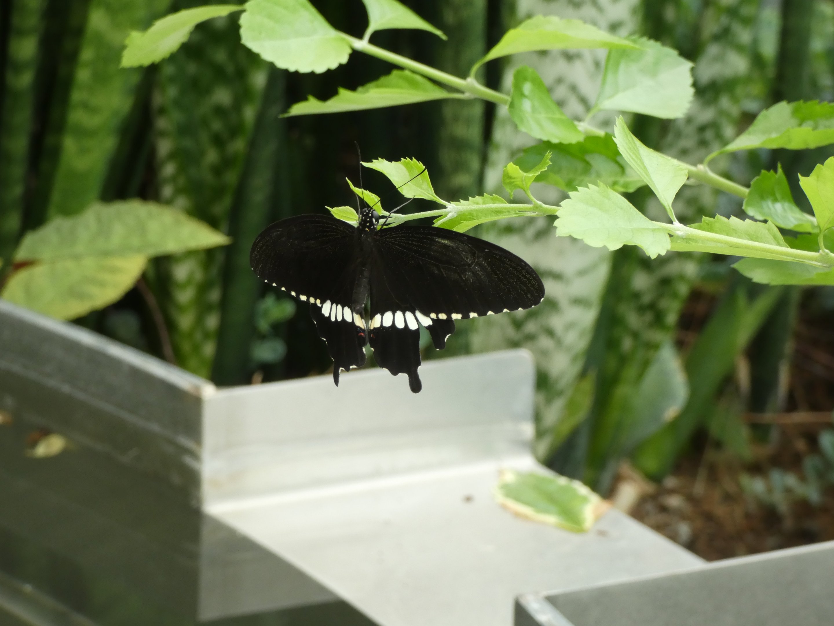 ID? - Montreal Insectarium