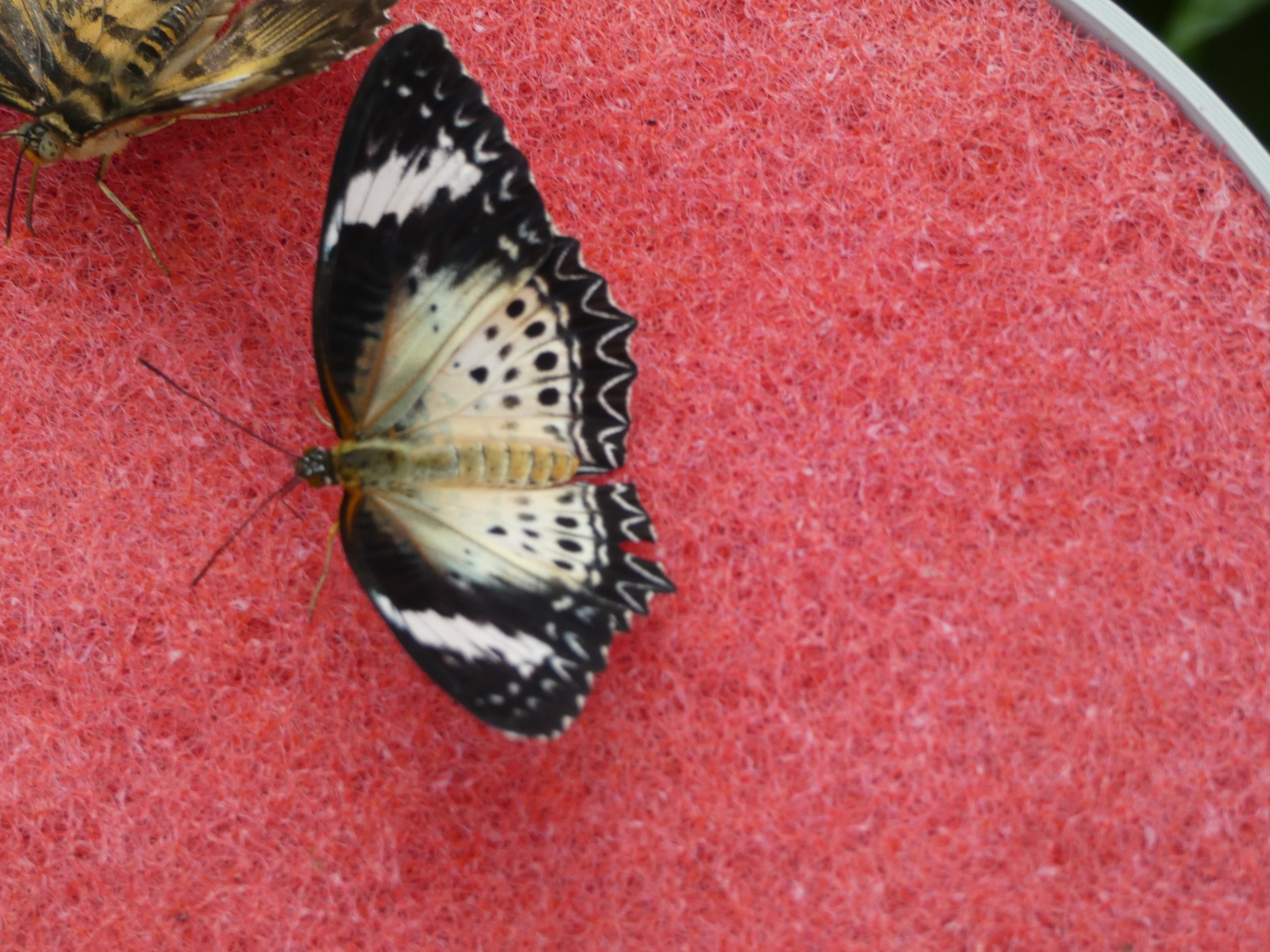 ID? - Montreal Insectarium