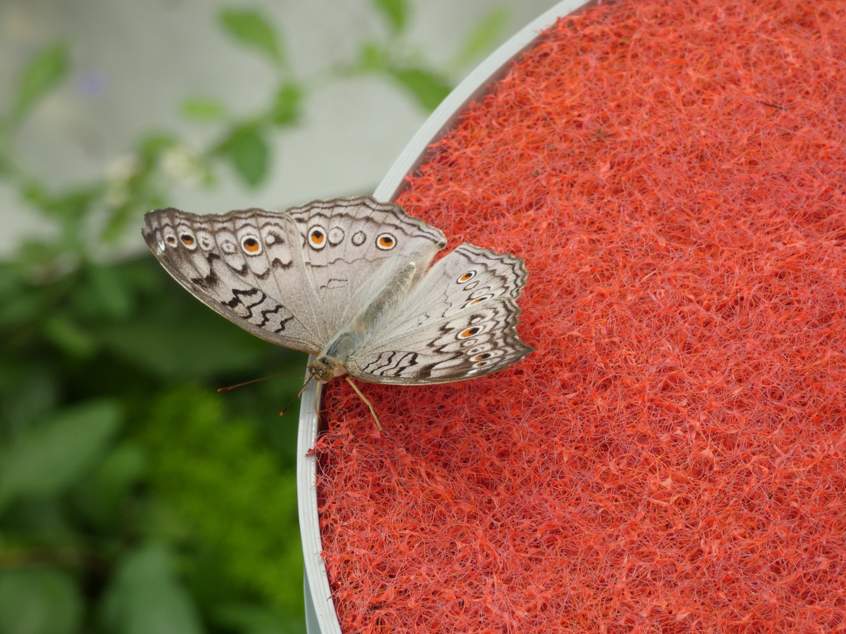 ID? - Montreal Insectarium