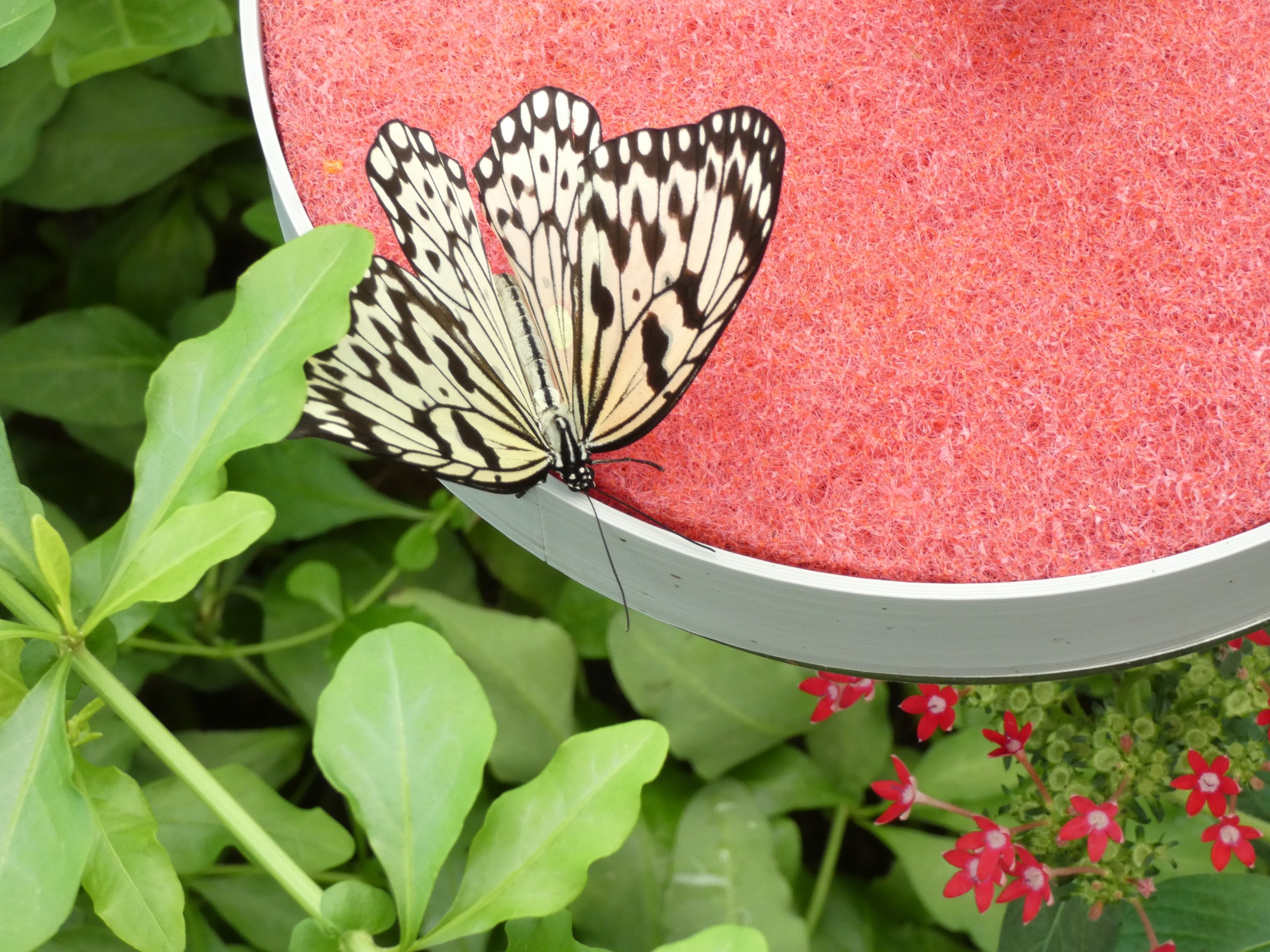 ID? - Montreal Insectarium