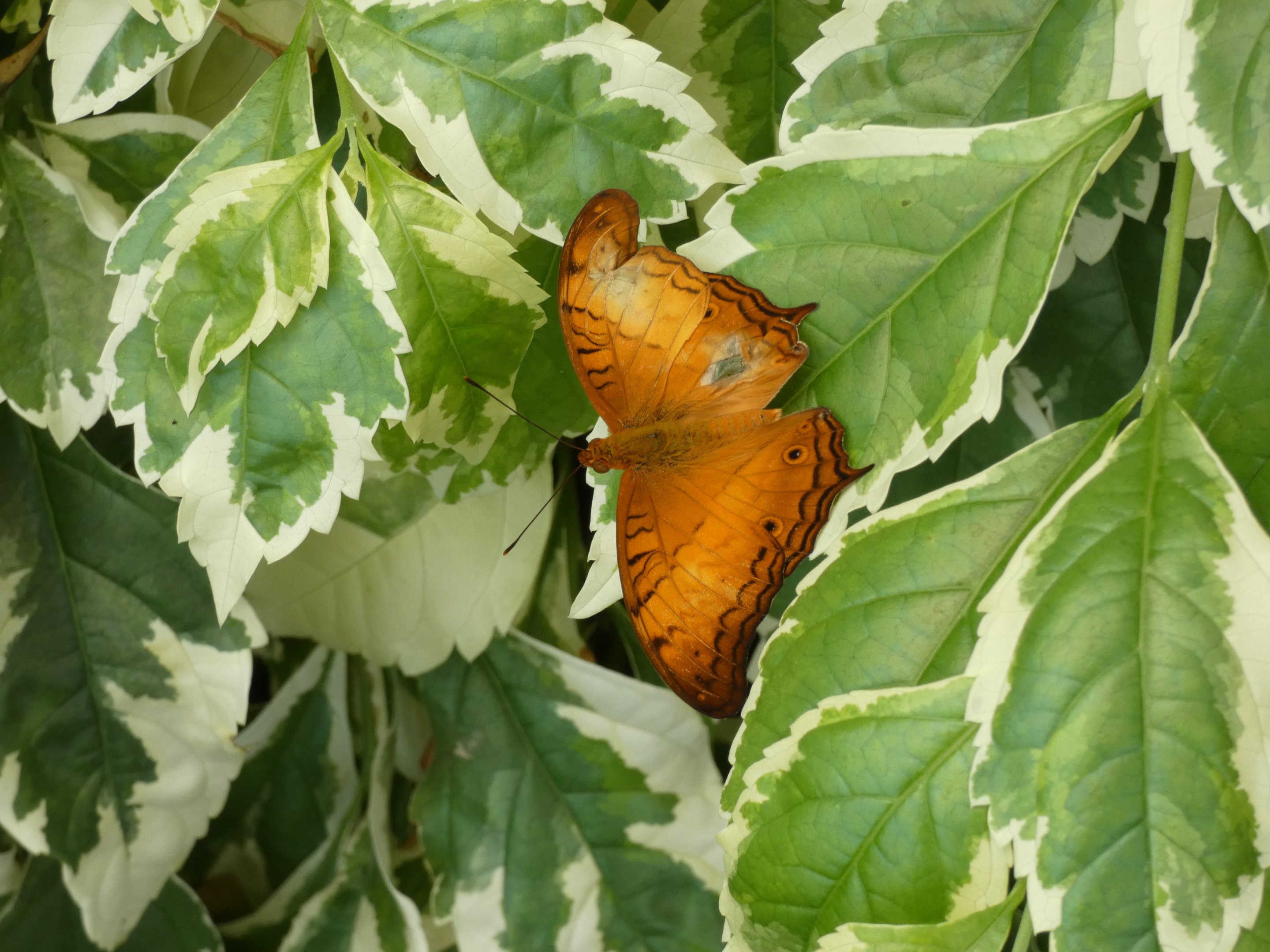 ID? - Montreal Insectarium