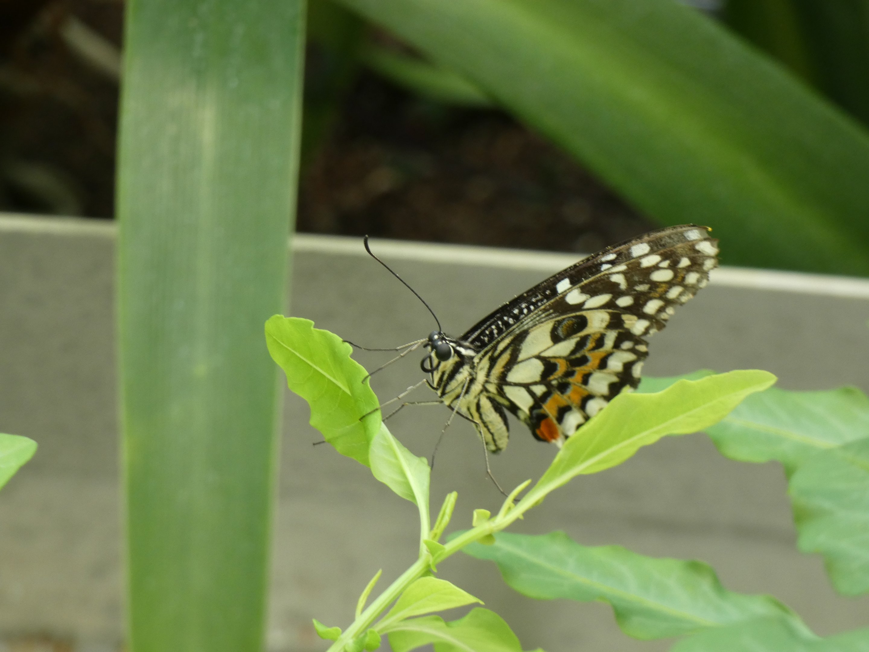 ID? - Montreal Insectarium