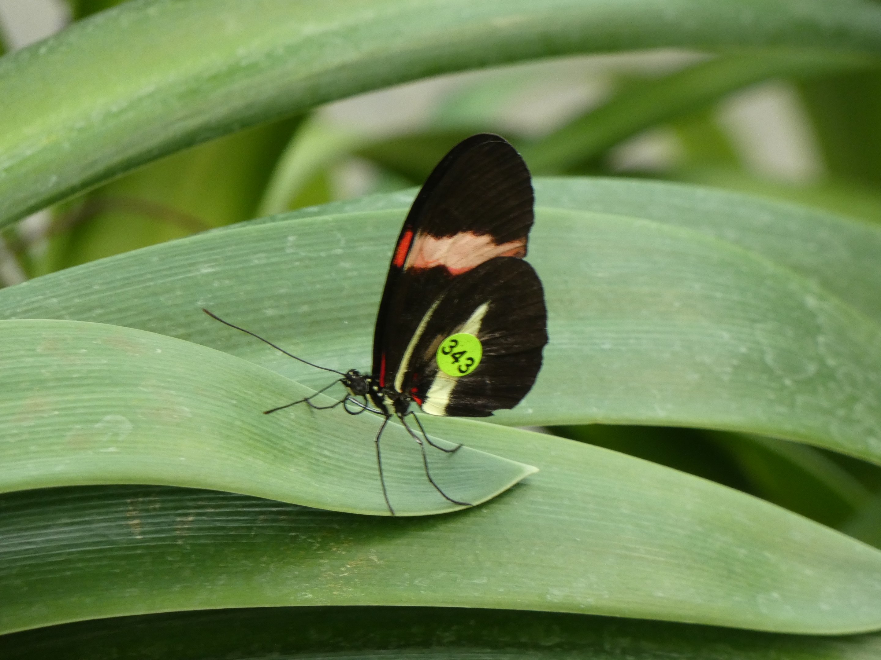 ID? - Montreal Insectarium