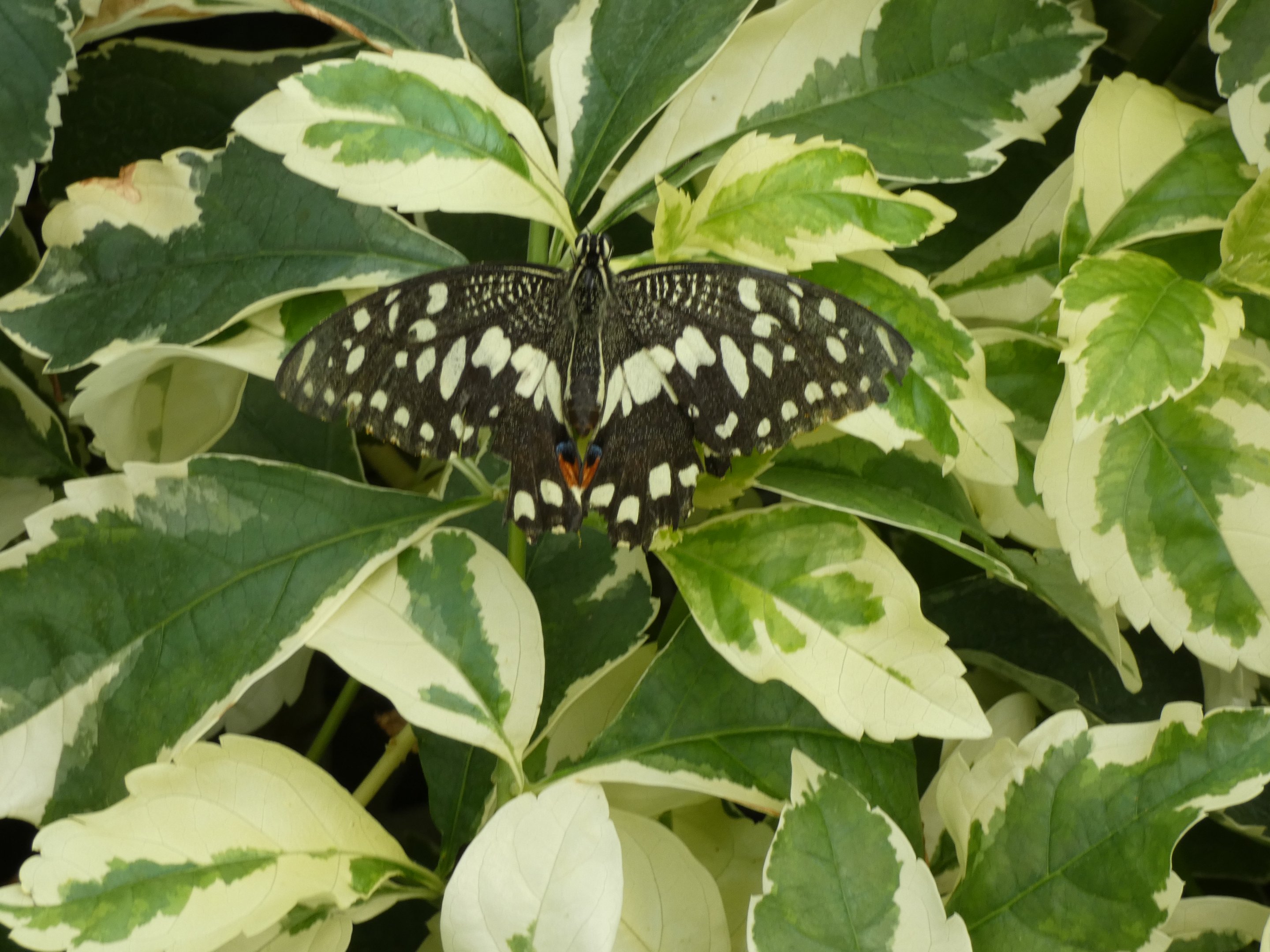 ID? - Montreal Insectarium