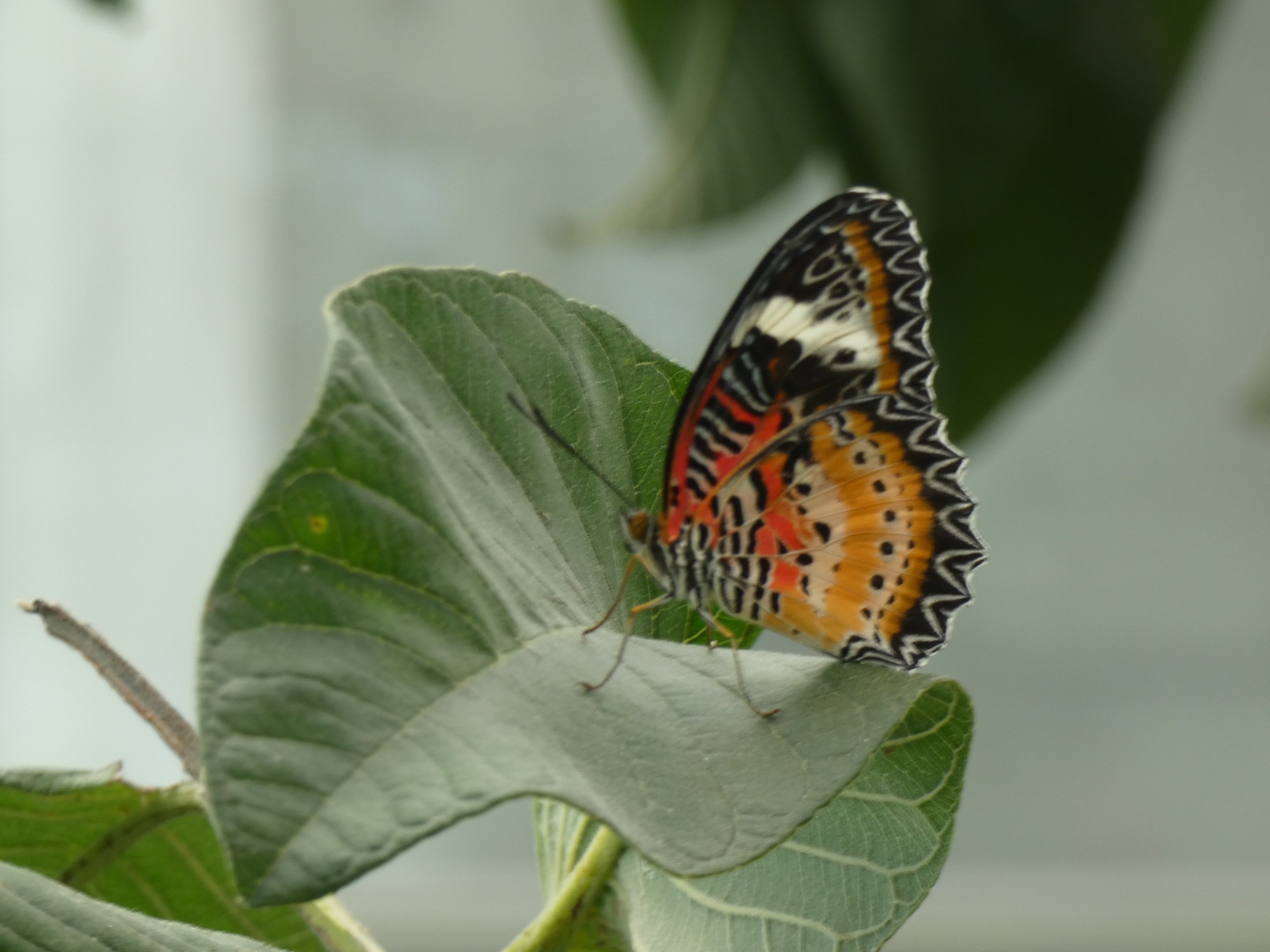 ID? - Montreal Insectarium