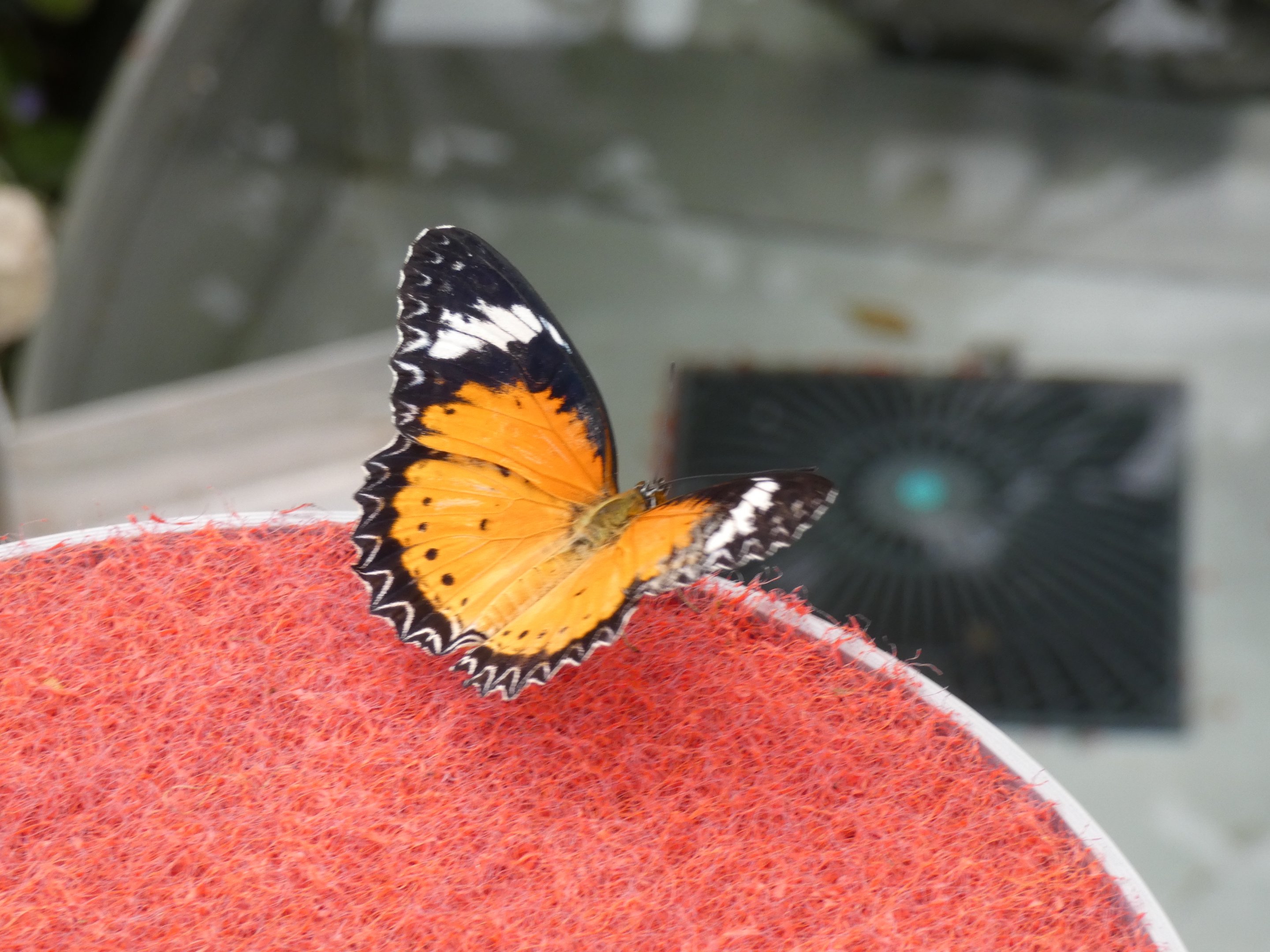 ID? - Montreal Insectarium