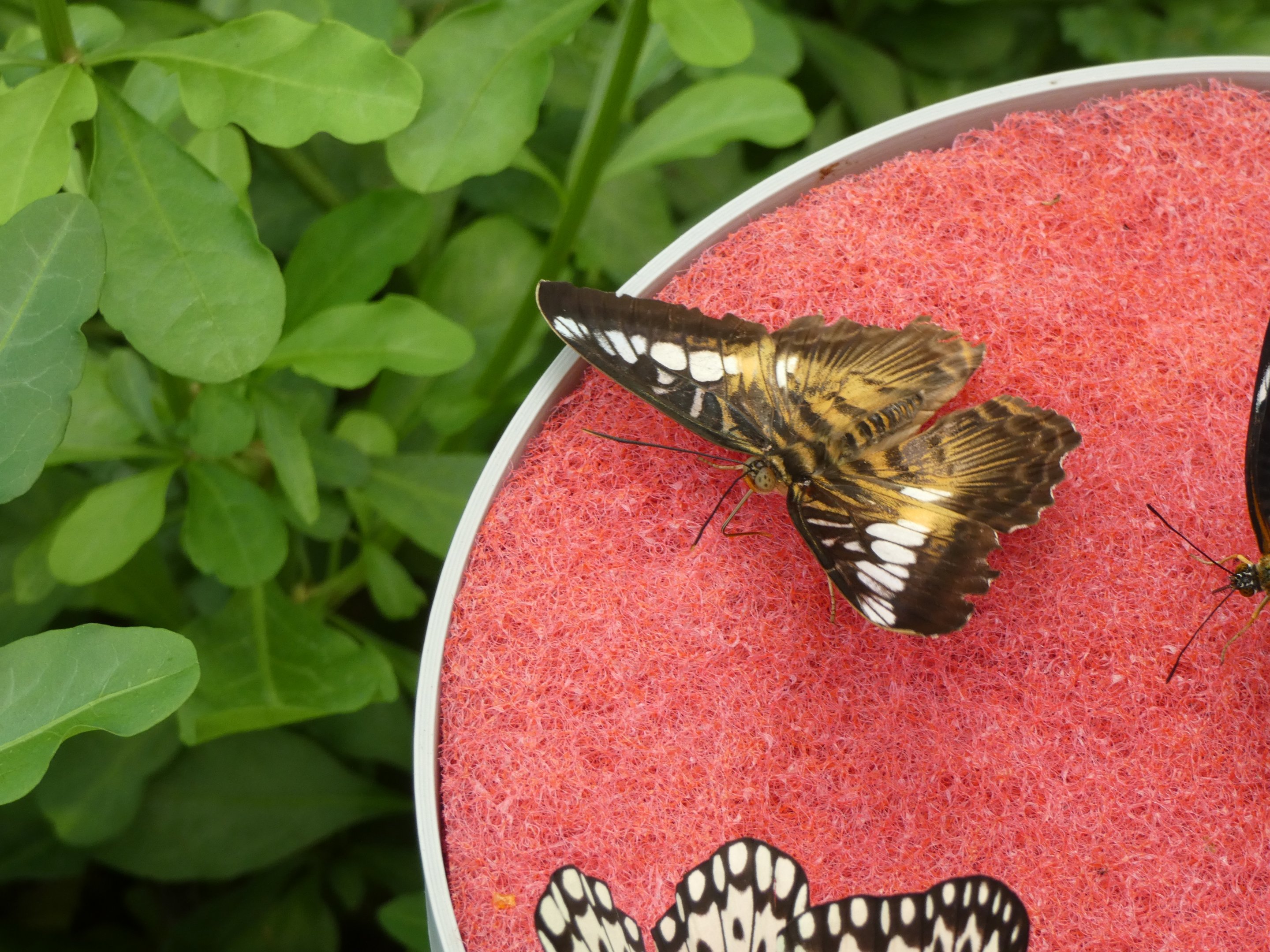 ID? - Montreal Insectarium