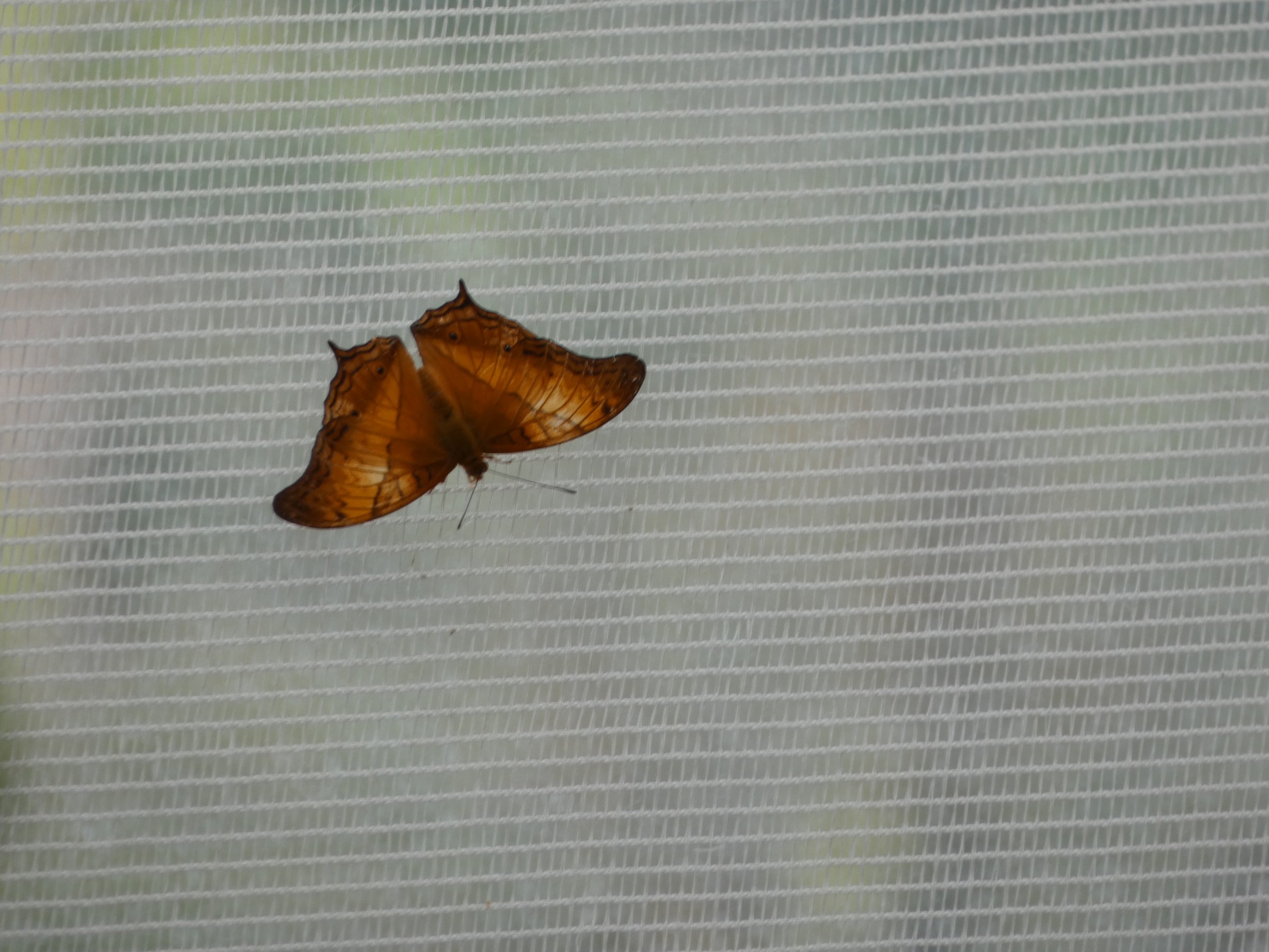 ID? - Montreal Insectarium