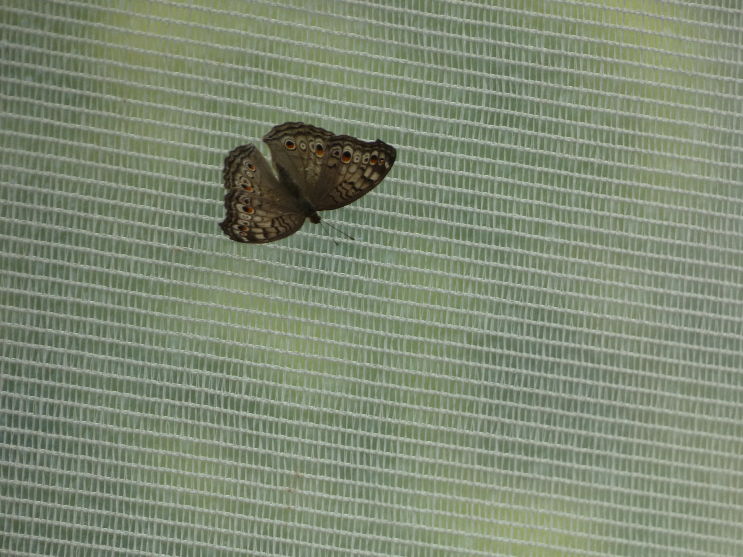 ID? - Montreal Insectarium