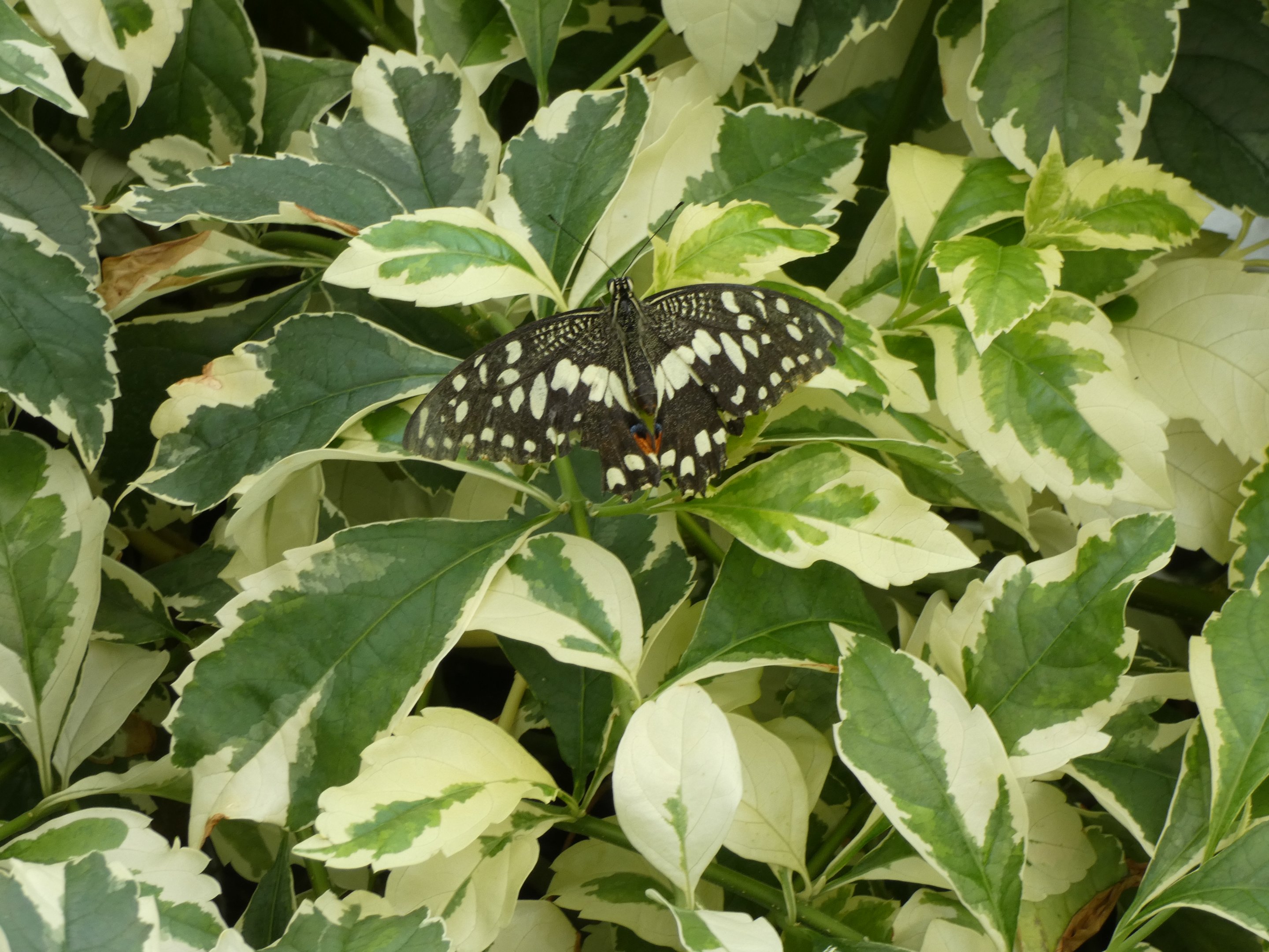 ID? - Montreal Insectarium