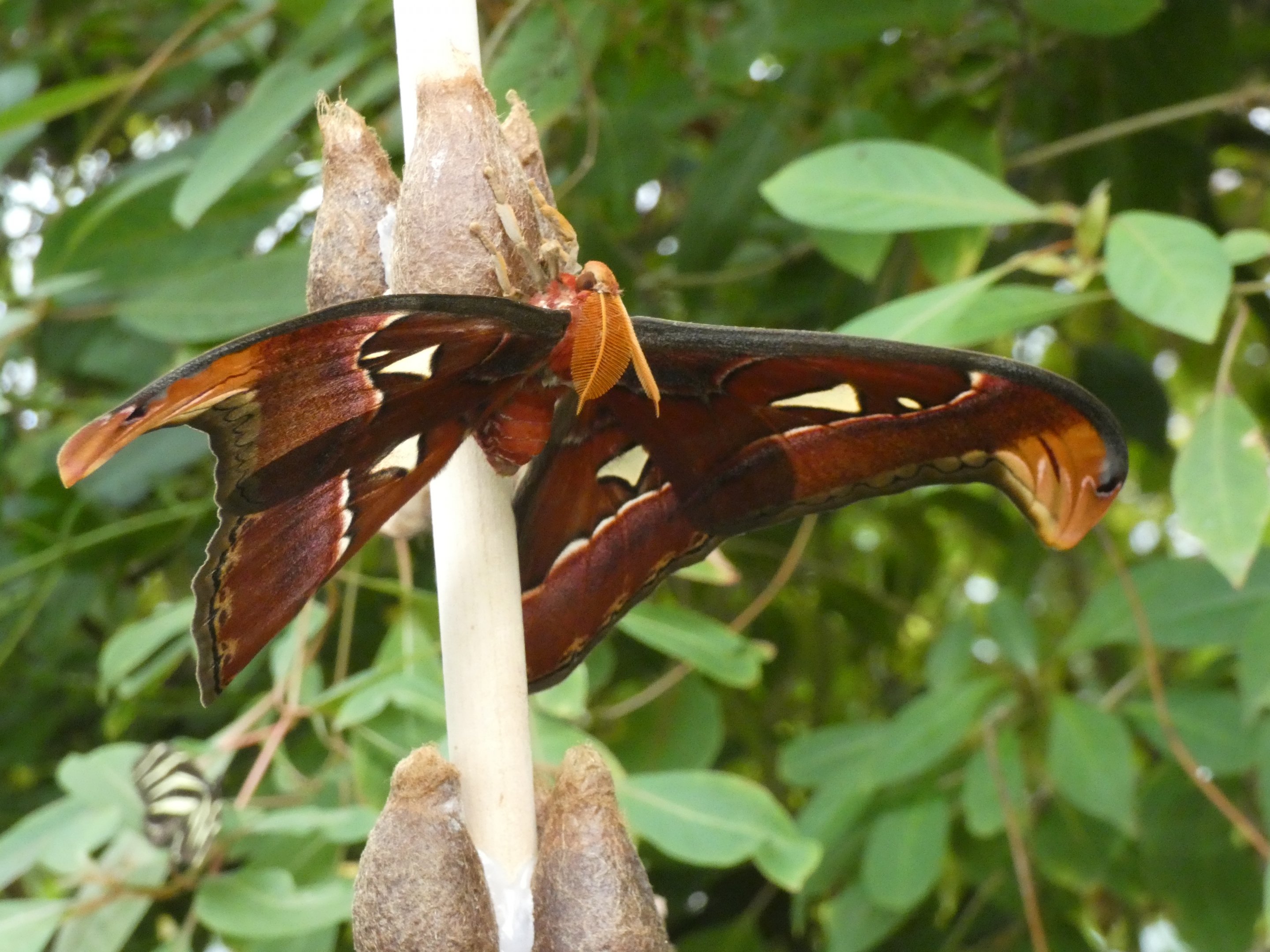 ID? - Montreal Insectarium