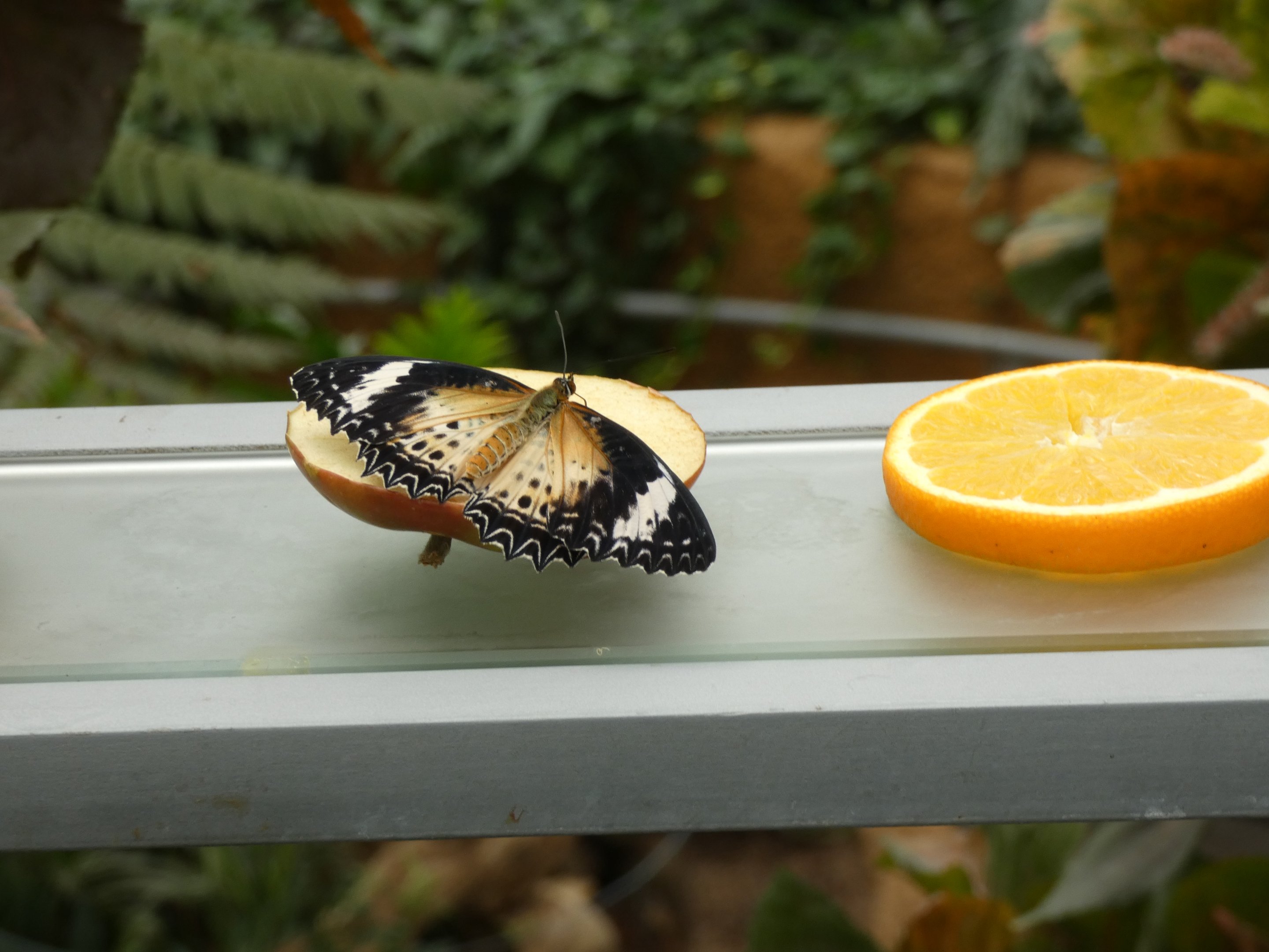 ID? - Montreal Insectarium
