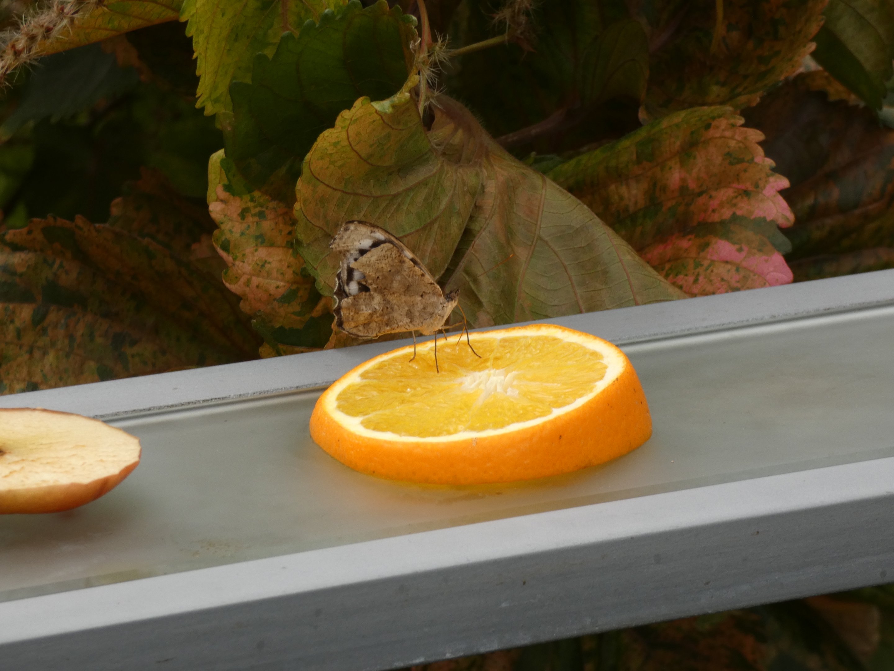 ID? - Montreal Insectarium