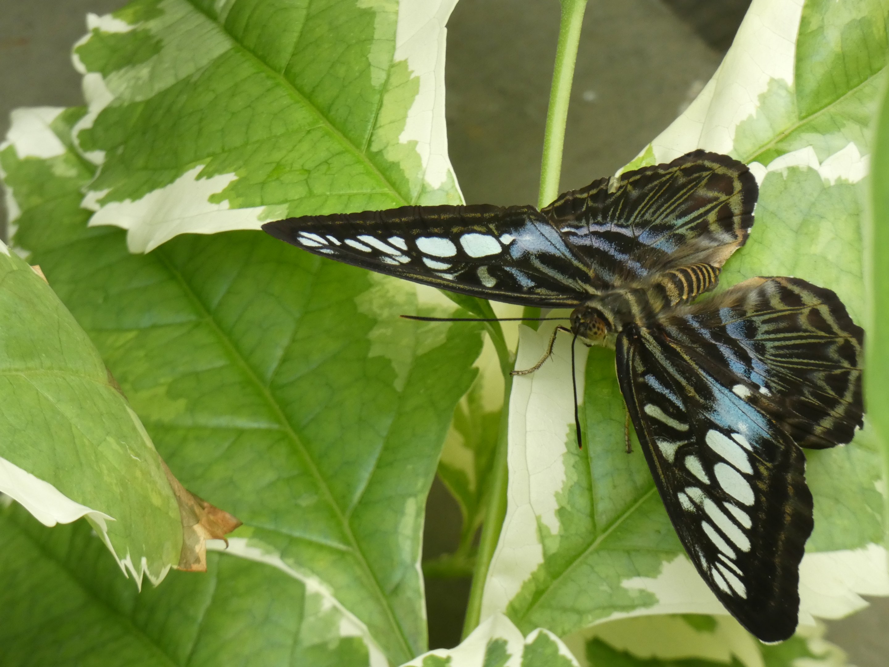 ID? - Montreal Insectarium