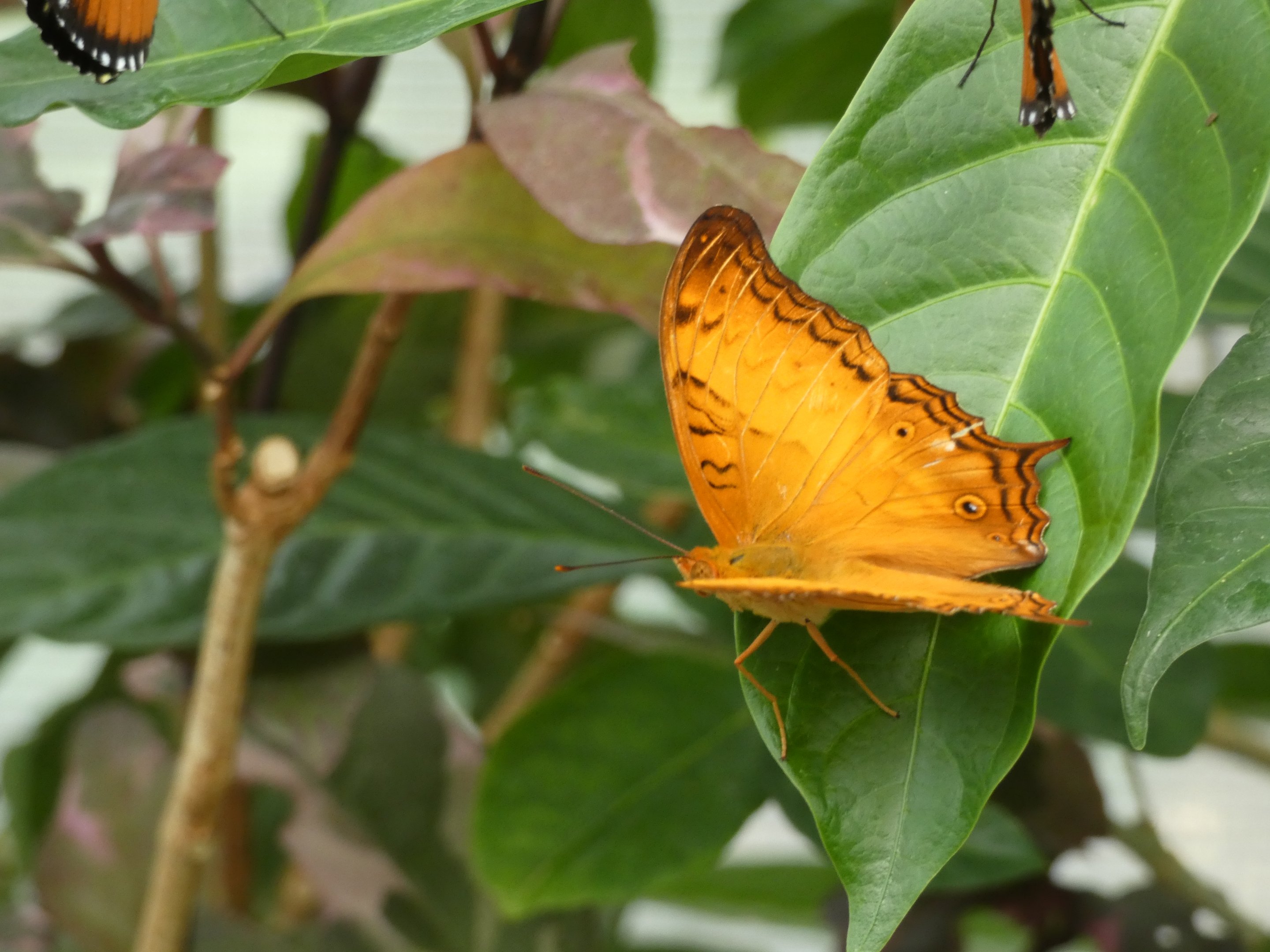 ID? - Montreal Insectarium