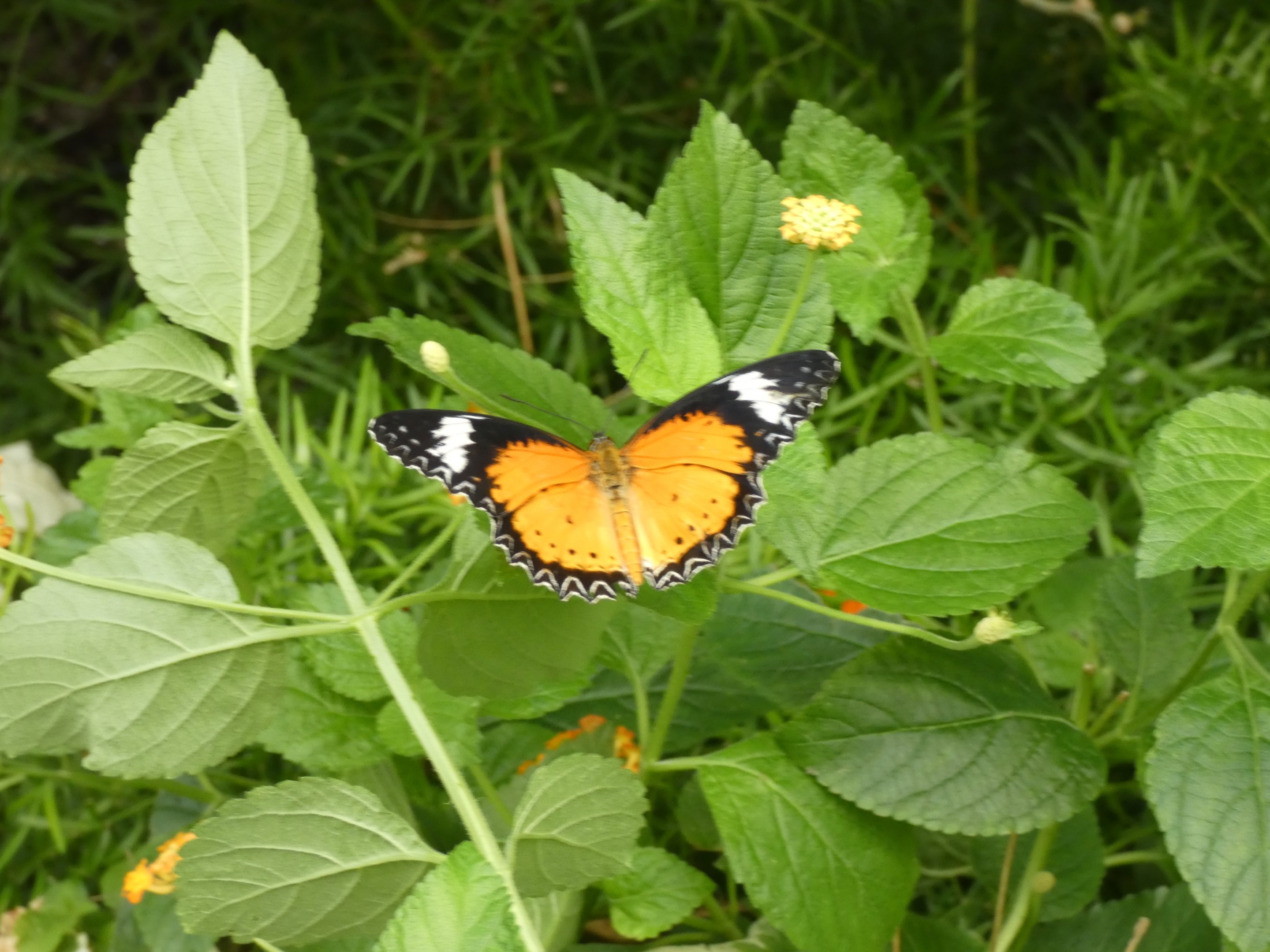 ID? - Montreal Insectarium