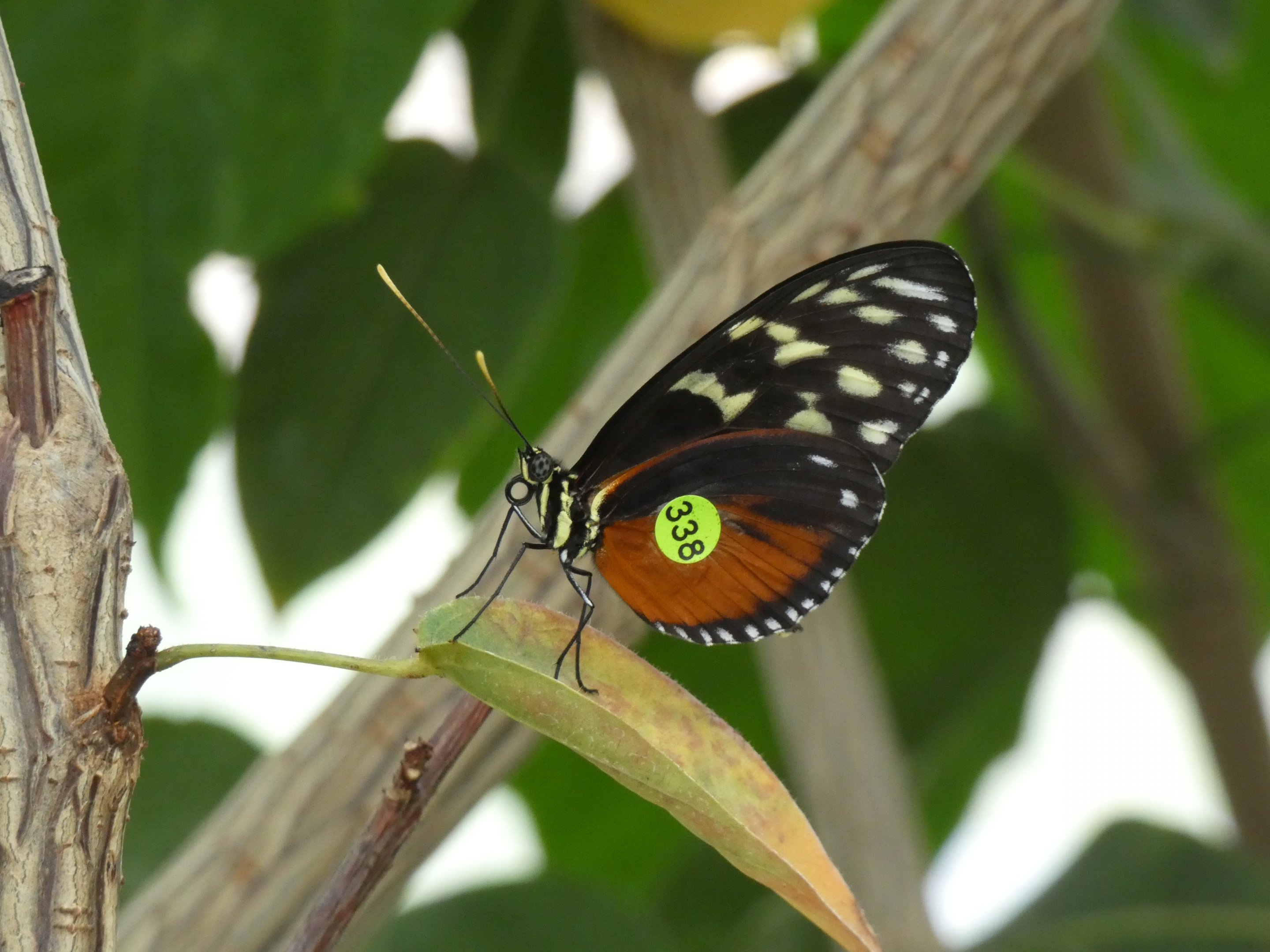 ID? - Montreal Insectarium